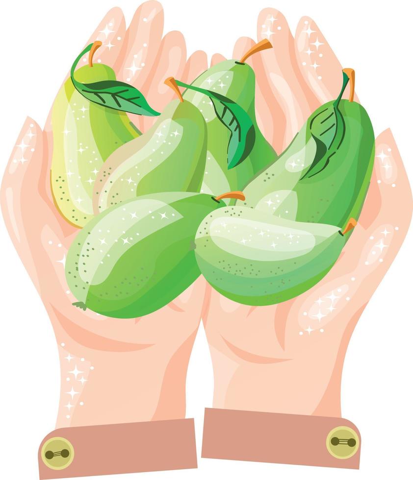 Open hands with pears vector