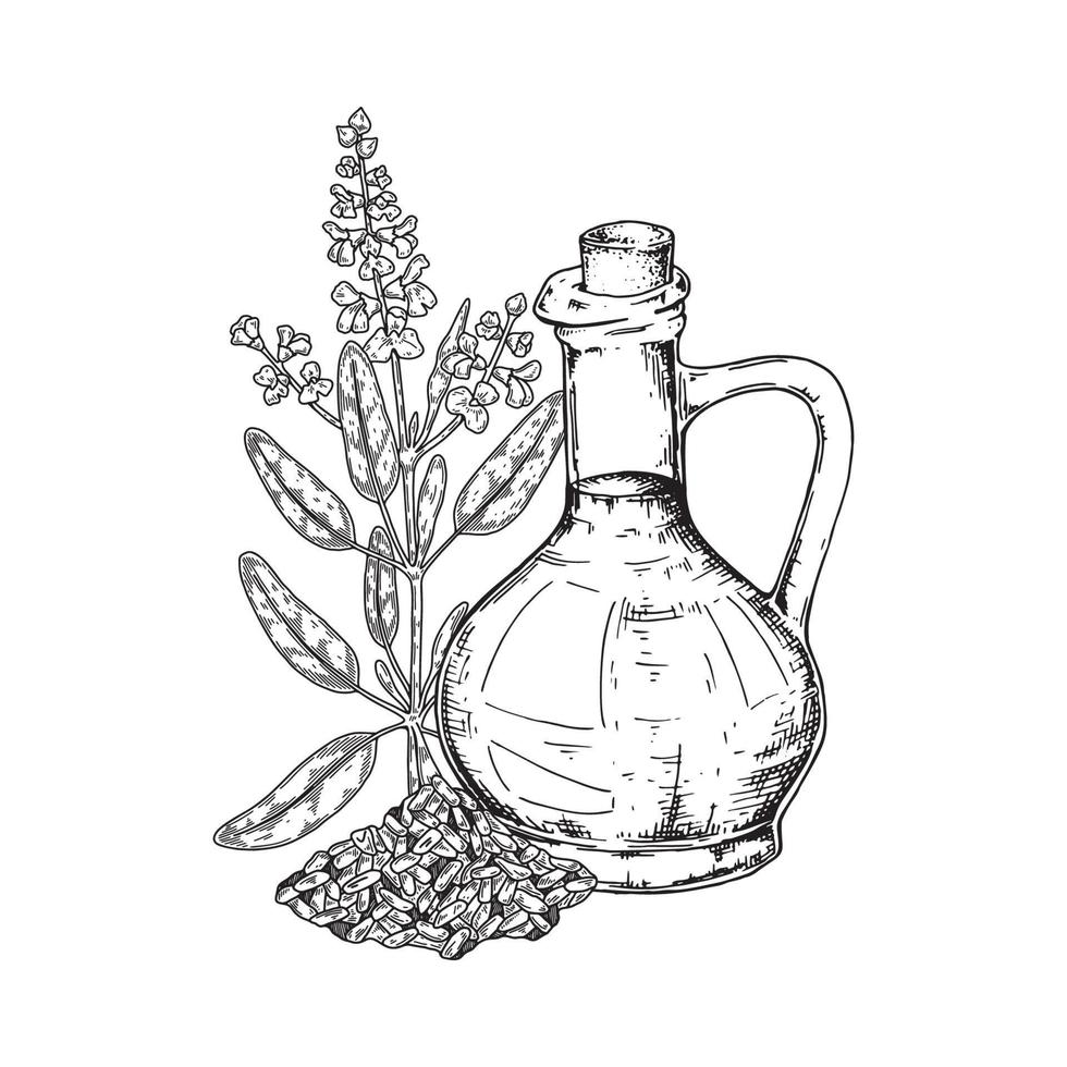 aceite de salvia dibujado a mano con rama. ilustración vectorial en estilo boceto vector