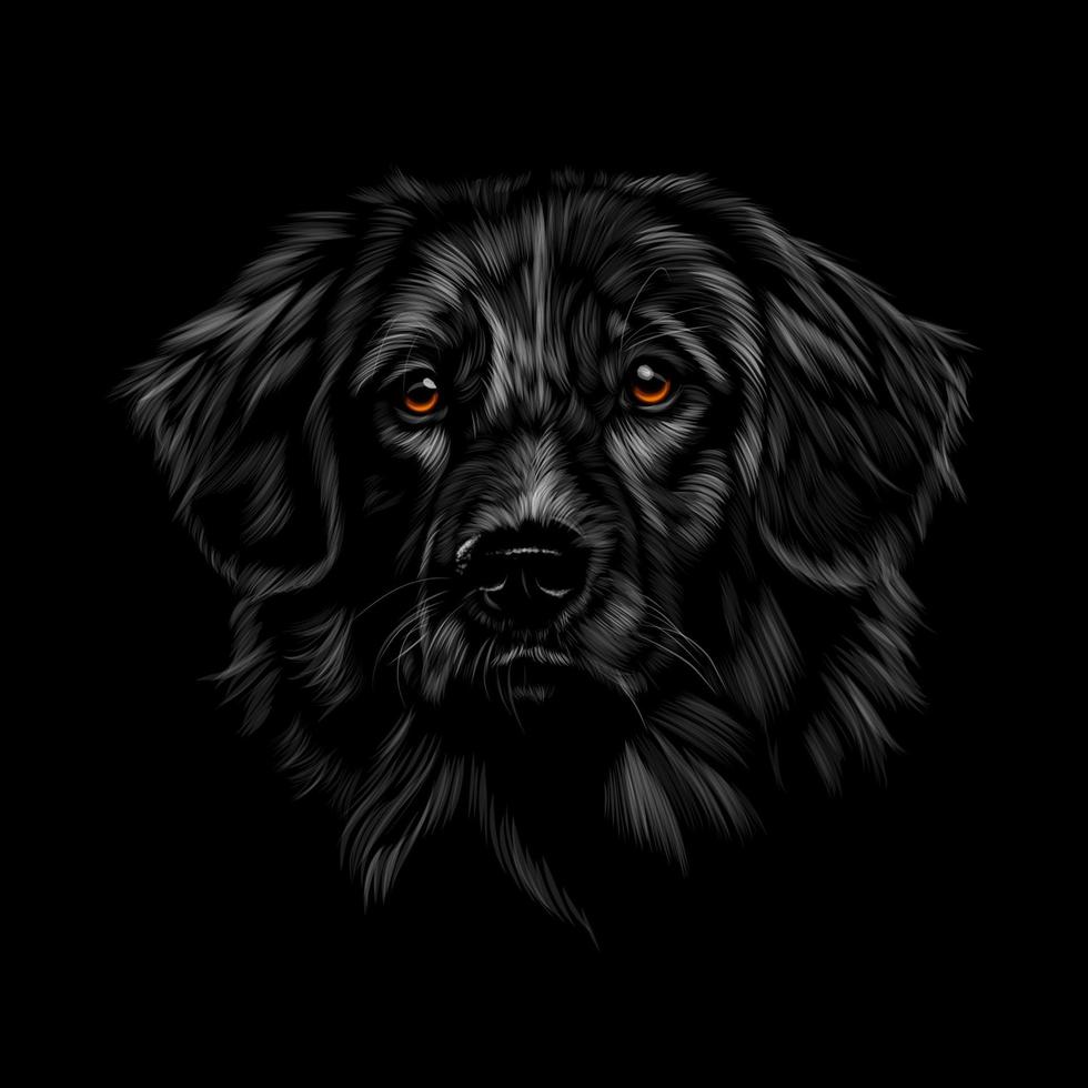Portrait of the head of a Labrador retriever on a black background. Vector illustration of paints
