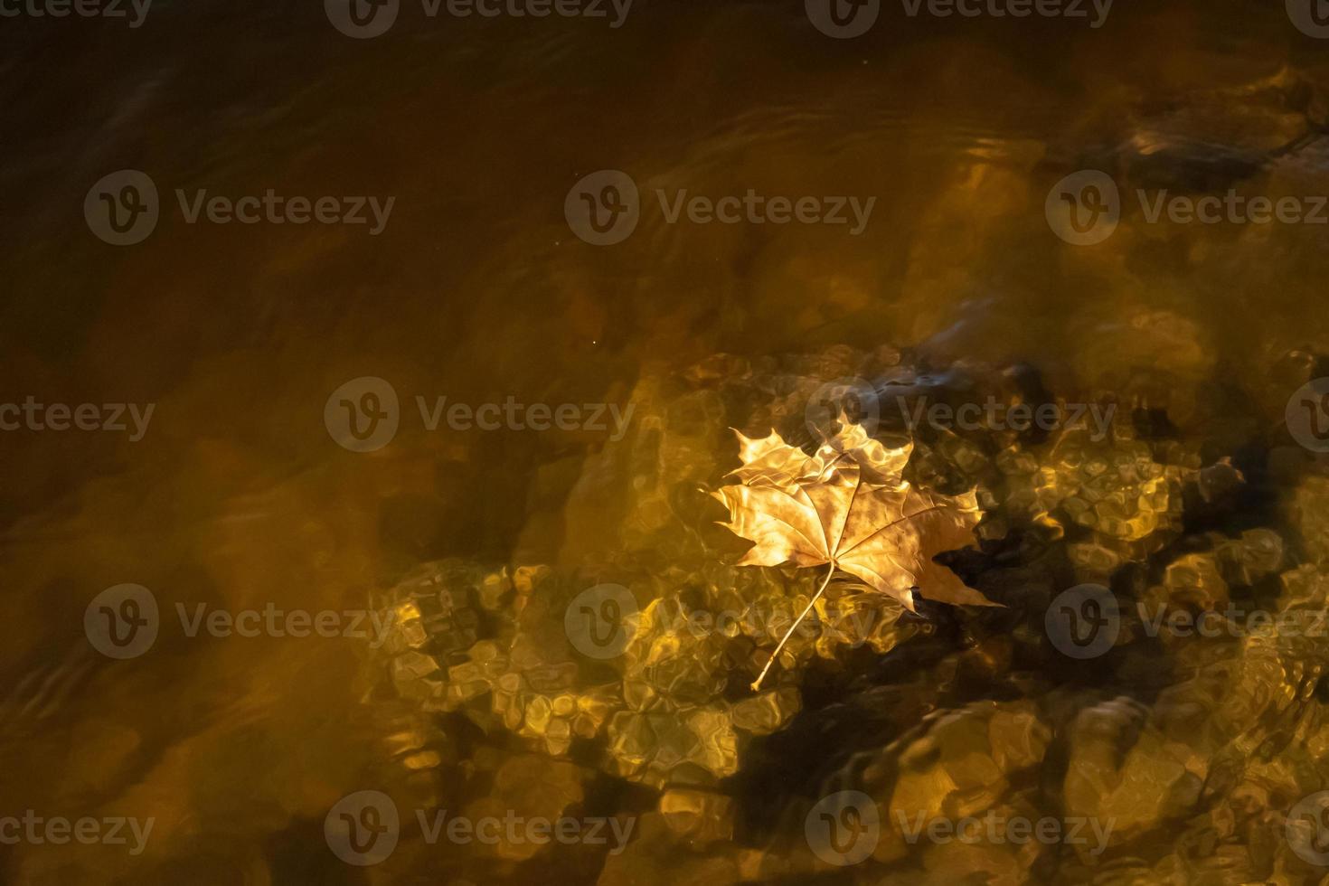 hoja de arce flotando en la superficie del agua foto