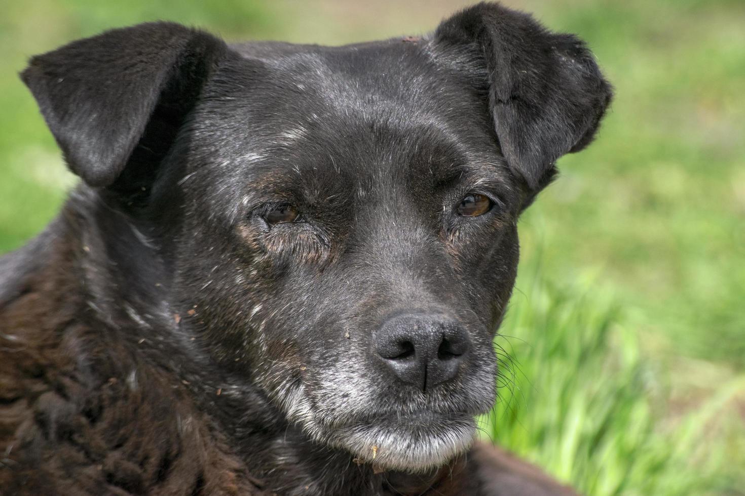 Black homeless dog photo