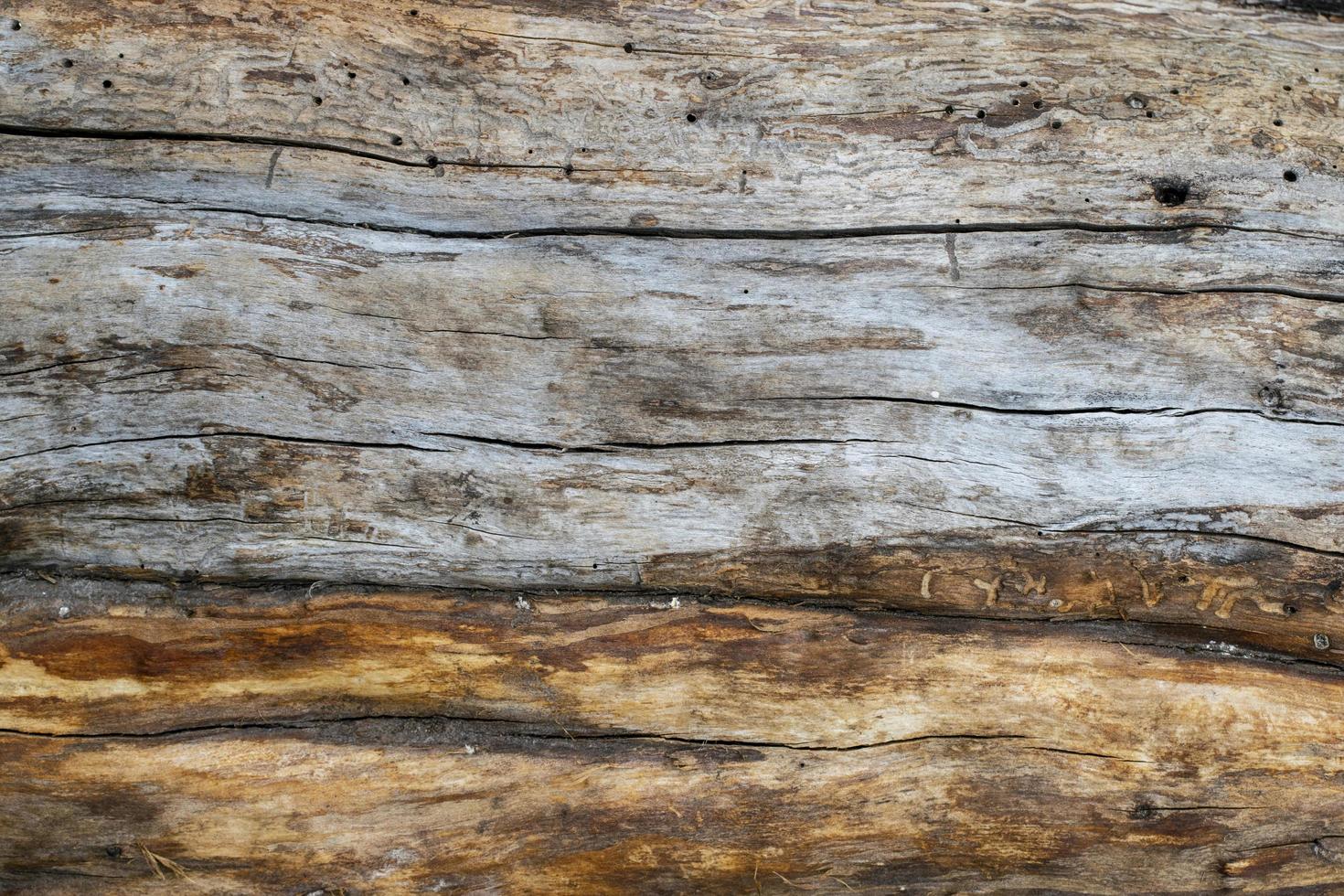Macro photo of wood texture of apple tree