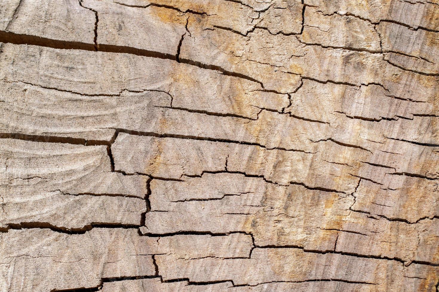 Wood texture of apple tree with cracks photo