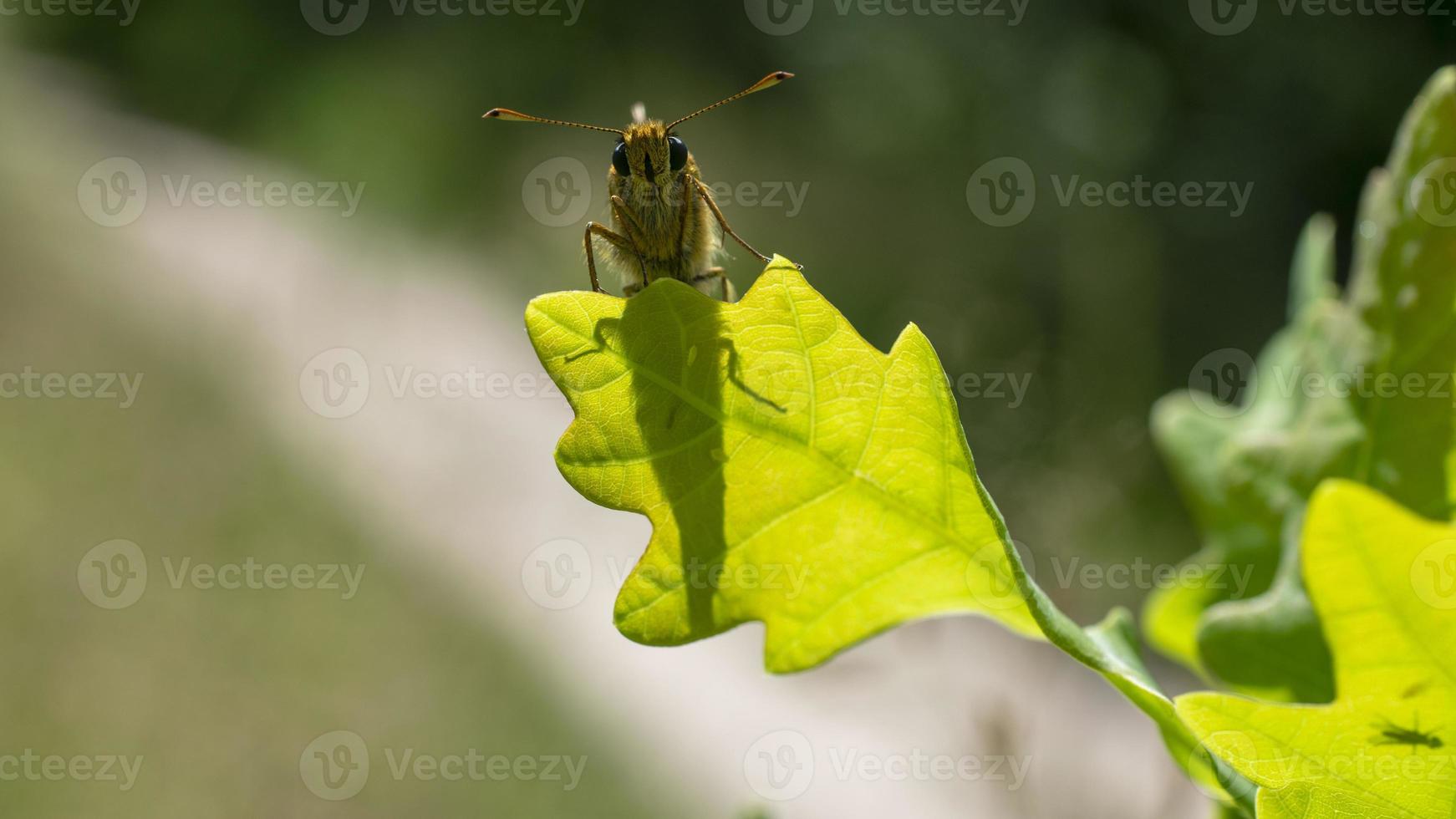 imagen de larva de libélula secada en hojas verdes. animal insecto foto