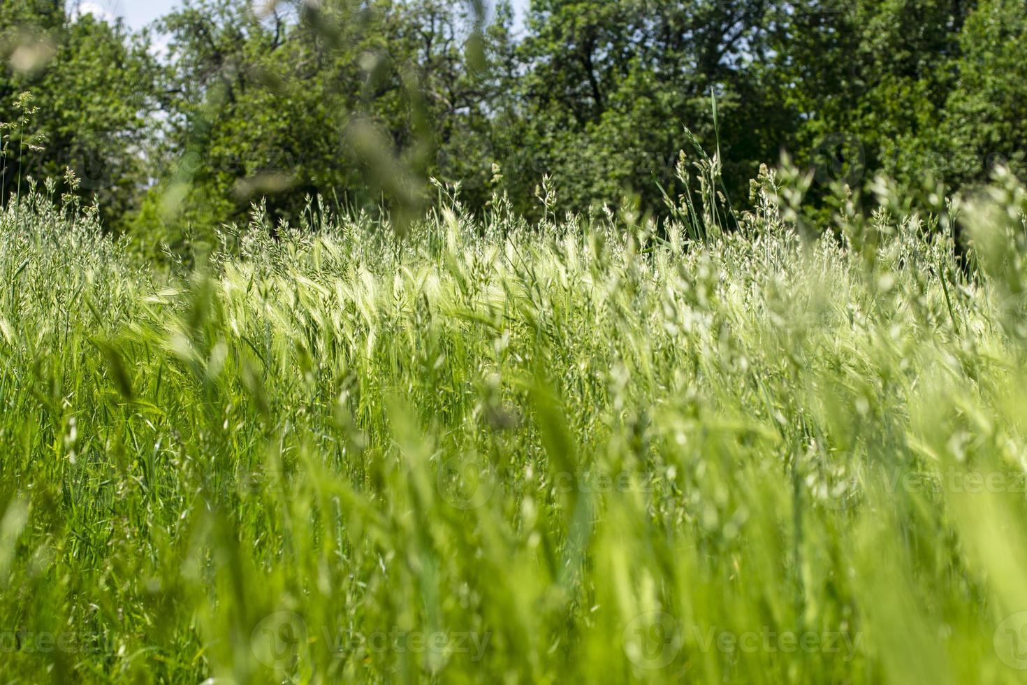 trigo verde joven. espiguillas de trigo joven que crecen en un campo en la temporada de primavera. floral verde foto