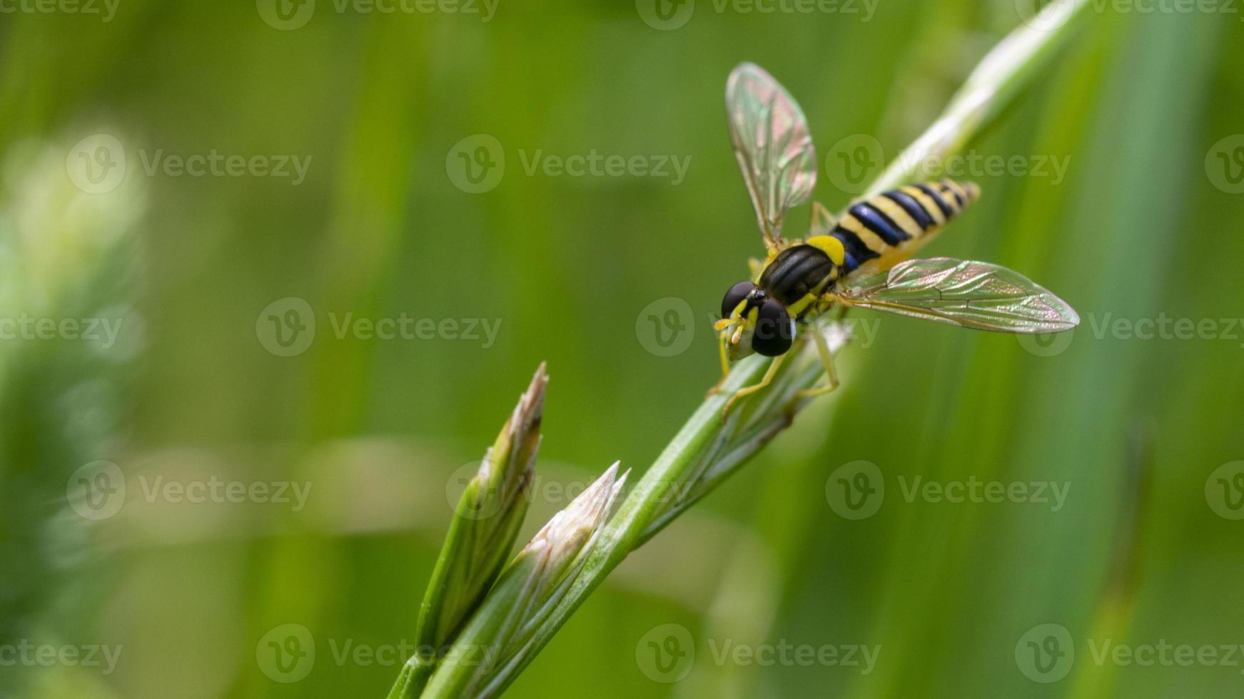 primer plano de una mosca rayada con ojos burdeos. Fotografía macro de una mosca rayada. foto