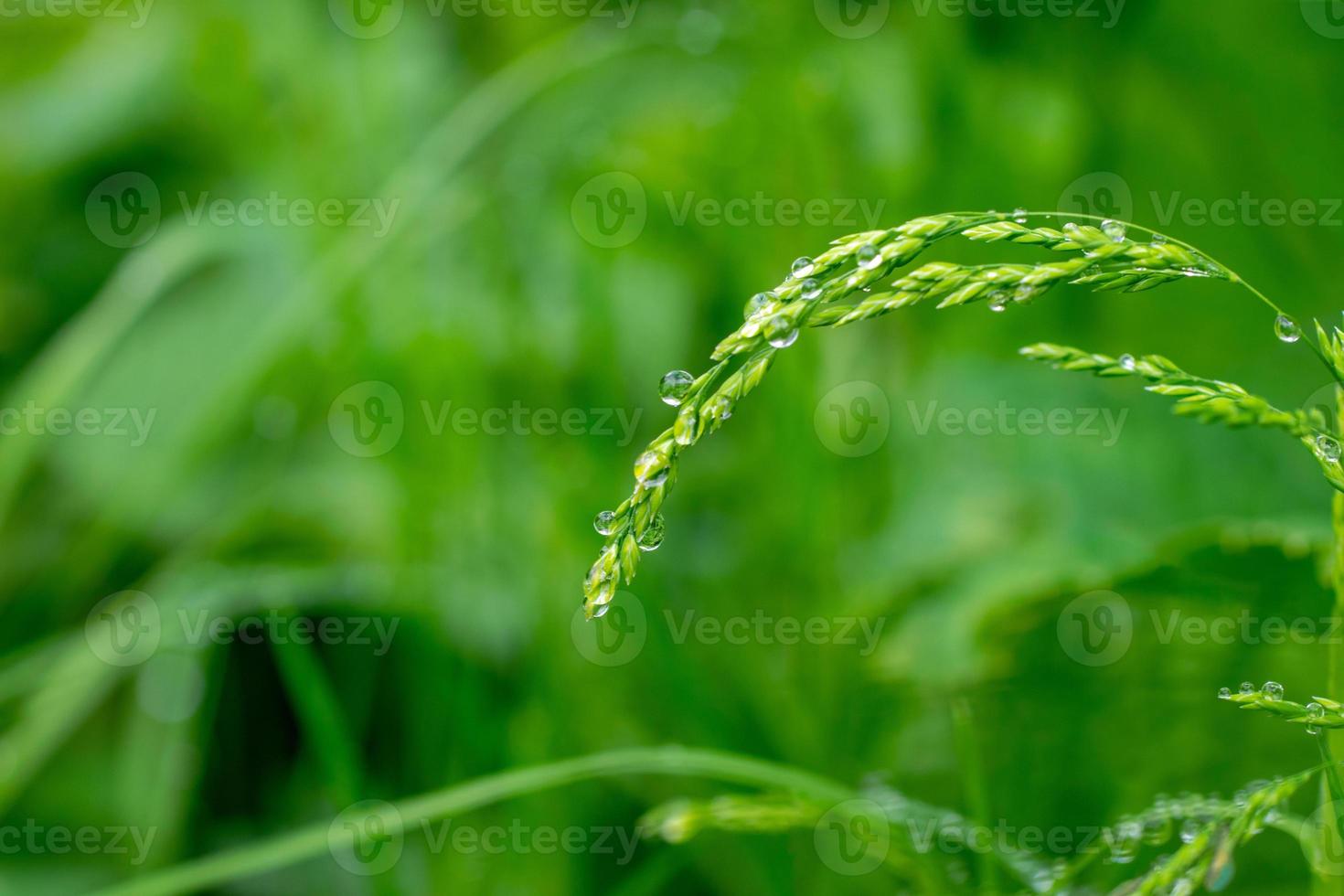 Drops of rain on flowering grass. Natural fabulous wallpaper with blur photo