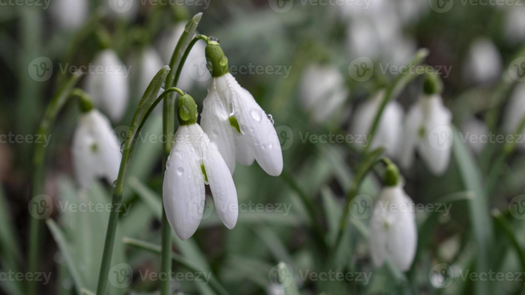 Young snowdrops with dew drops. Spring elegant snowdrops in bokeh photo
