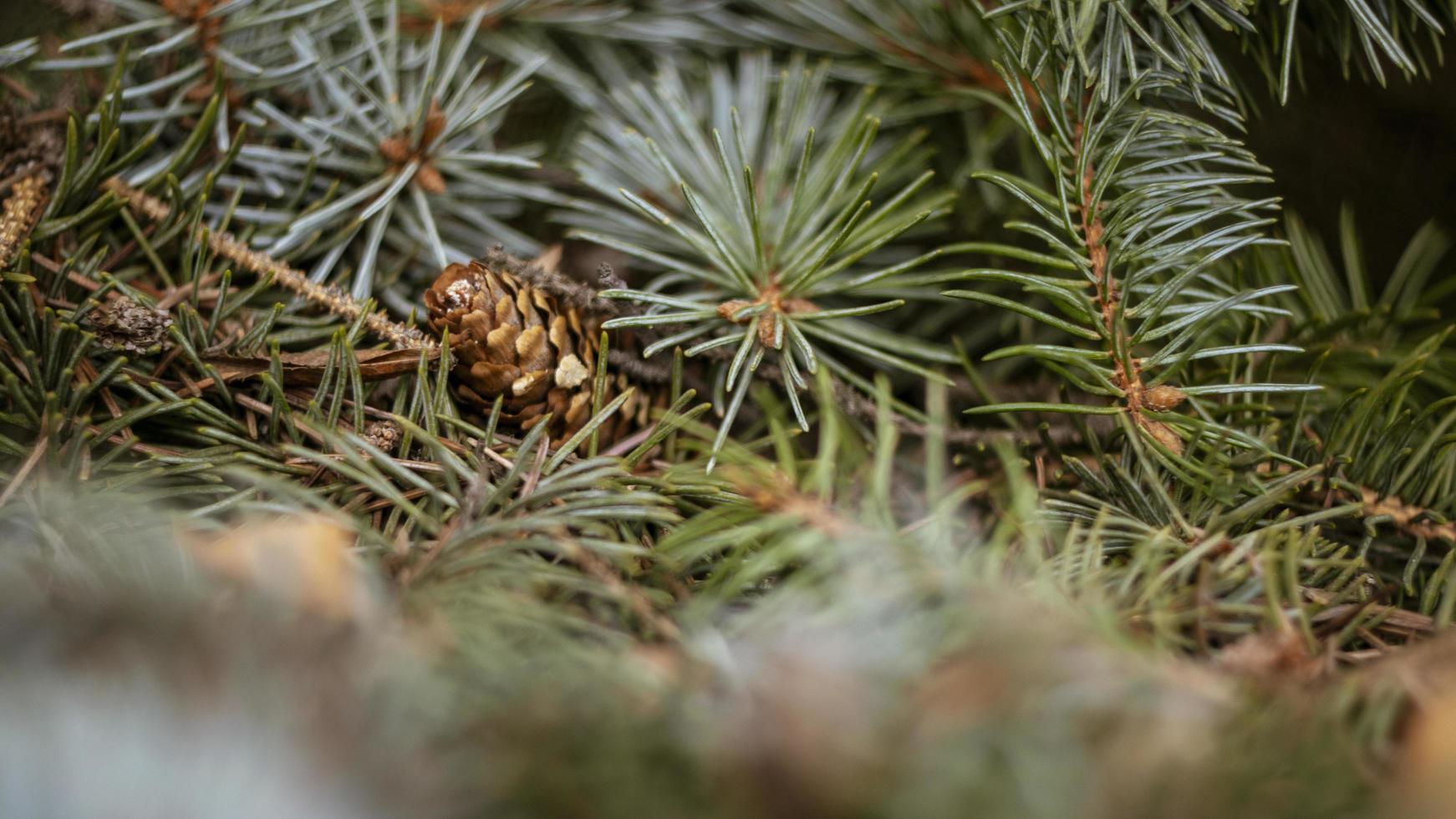 Fir tree brunch close up. Shallow focus. photo