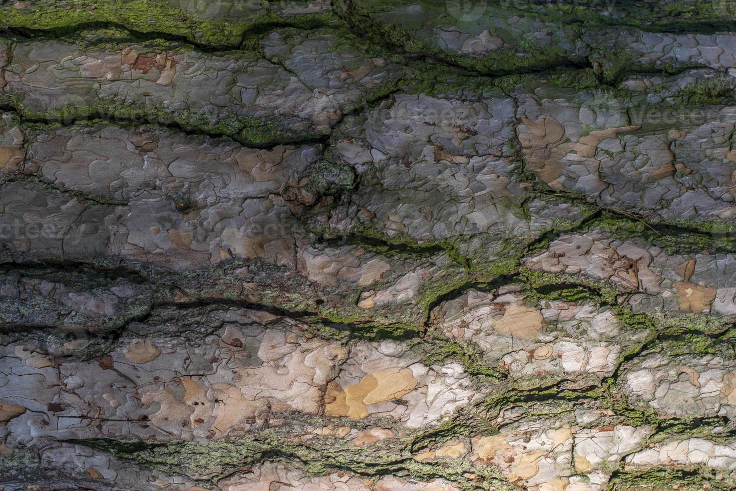 textura de corteza de pino con musgo foto