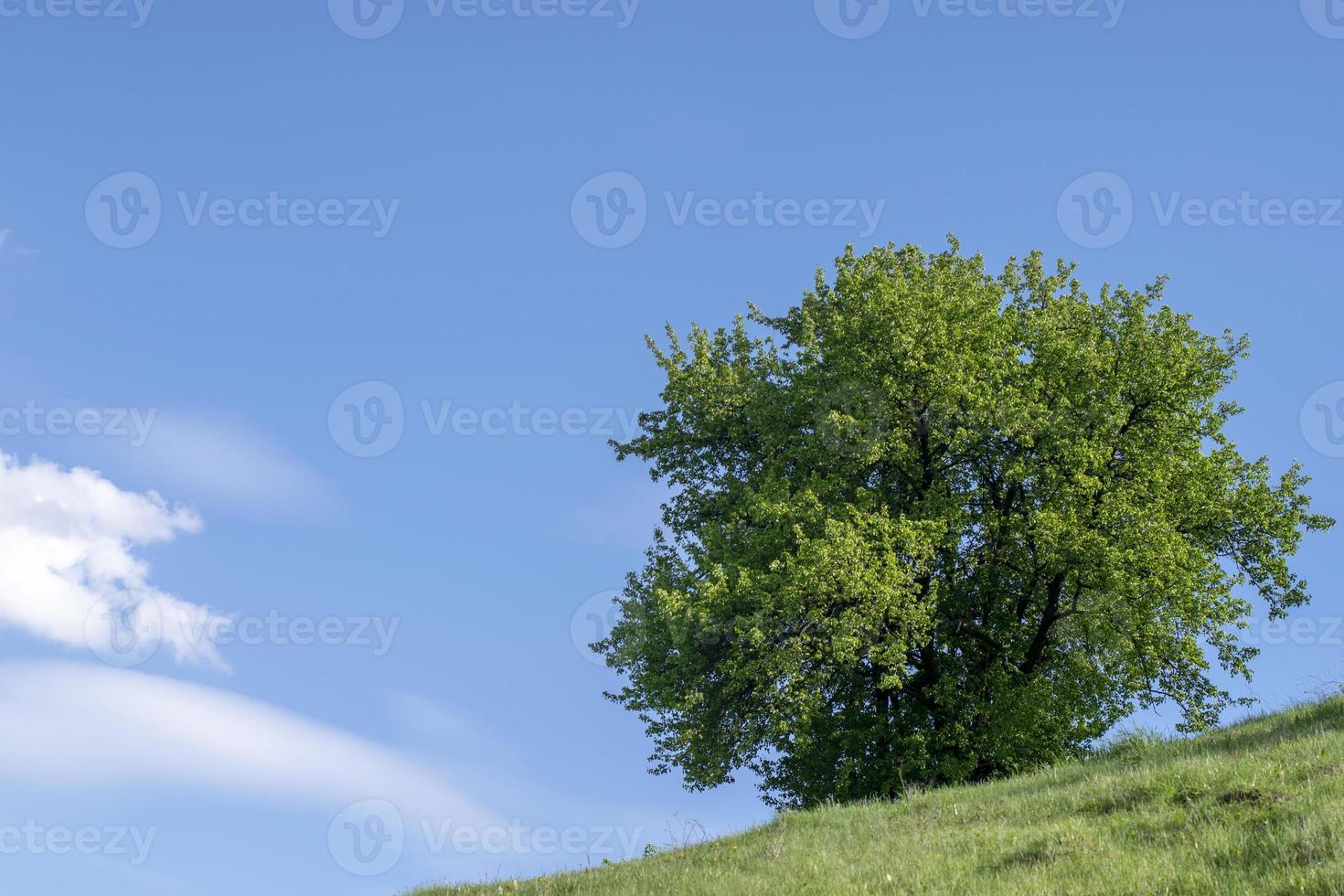 Lonely big oak tree on a green hill against the blue sky photo