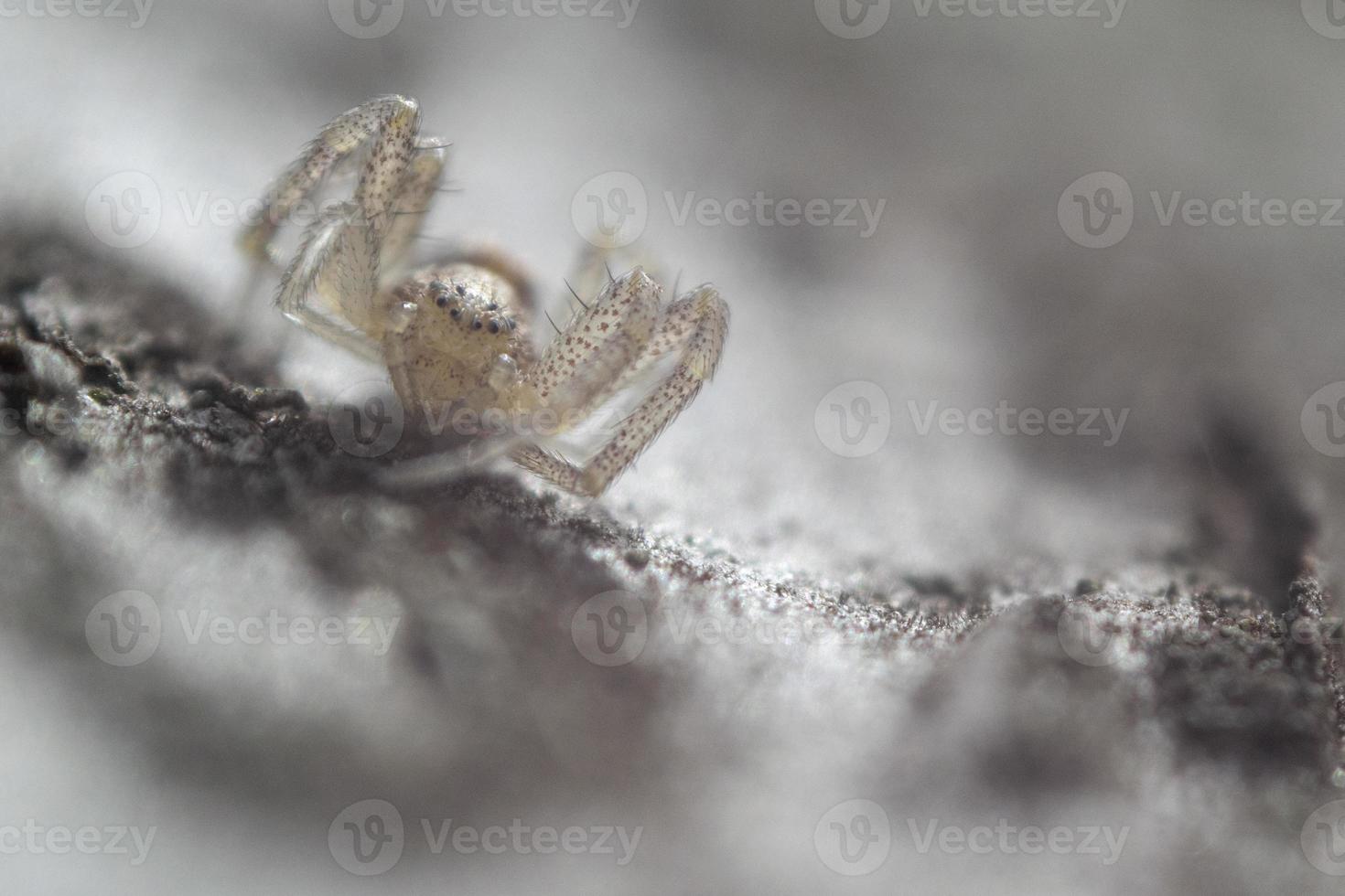 Spider jumper close-up. Spider portrait. Macro photo. photo