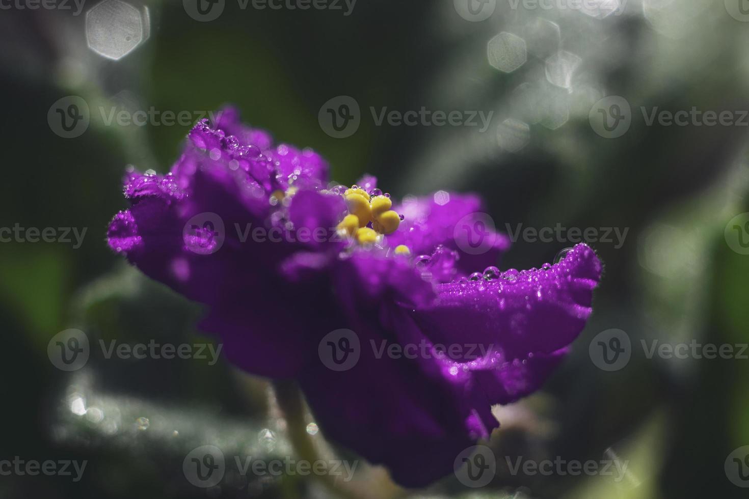 violeta africana con gotas de agua.Foto abstracta de pétalos de violeta africana en flor con gotas de rocío. foto macro