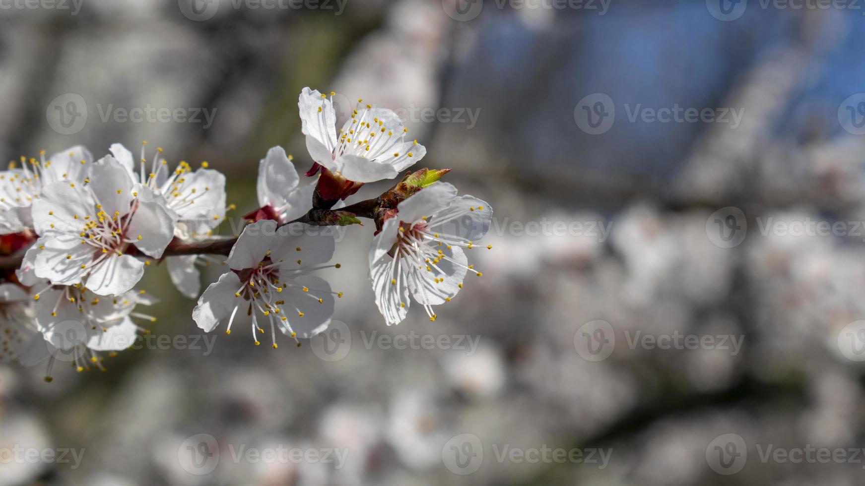 Apricot tree flowers with soft focus. Spring white flowers on a tree branch. Apricot tree in bloom. Spring, seasons, white flowers of apricot tree close-up. photo