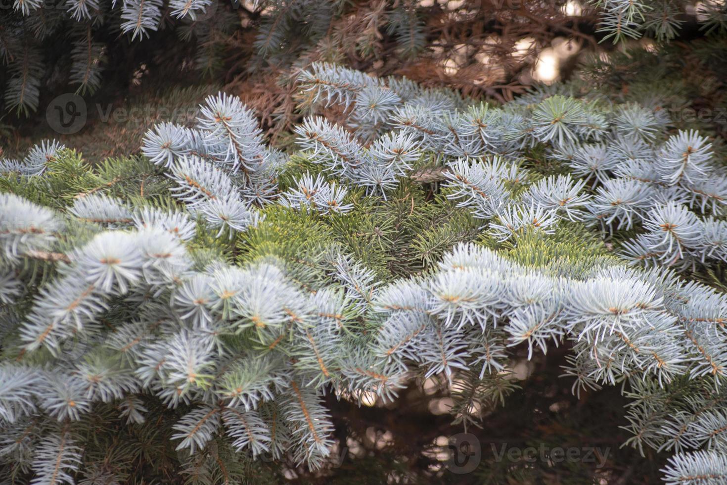 Fir tree brunch close up photo