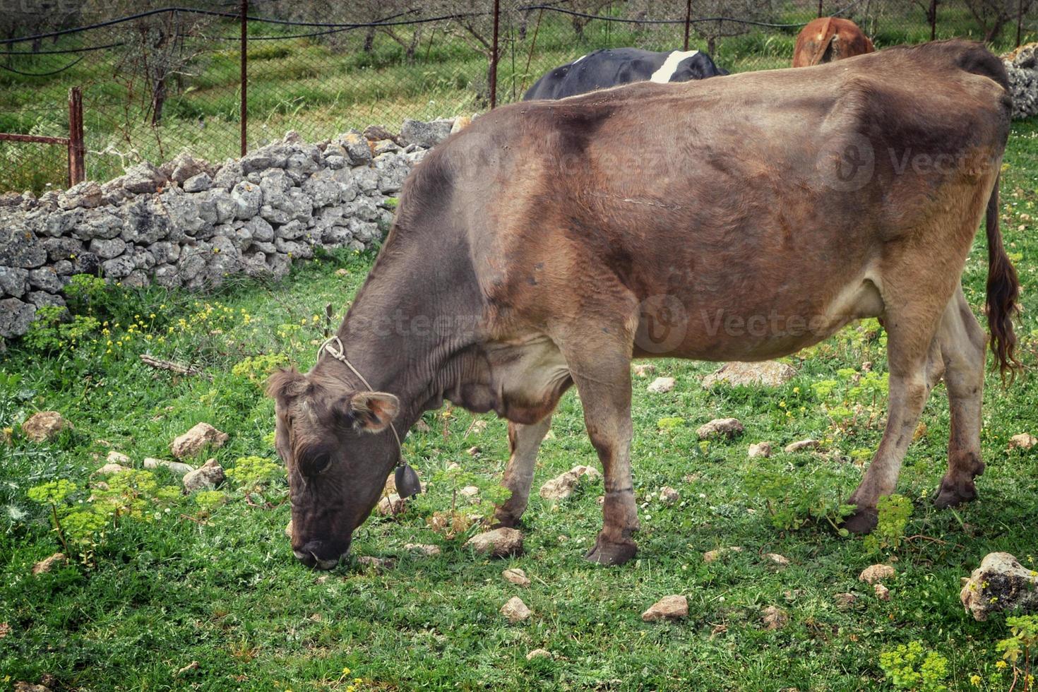 pastoreo de vacas lecheras foto