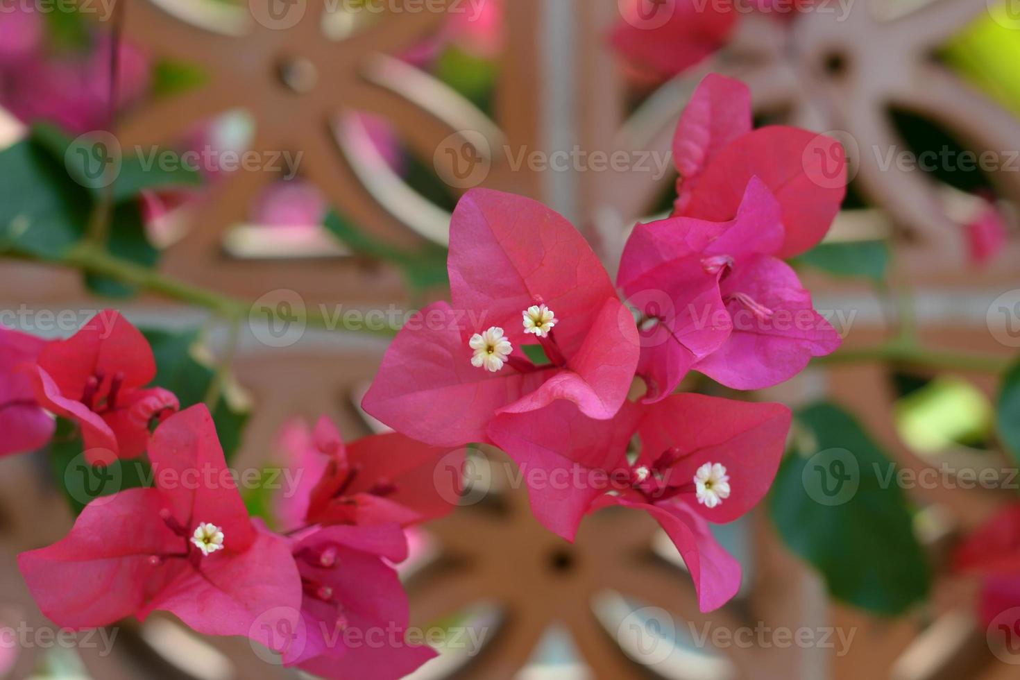 Pink bougainvillea with a flower-shaped terracotta brick background photo