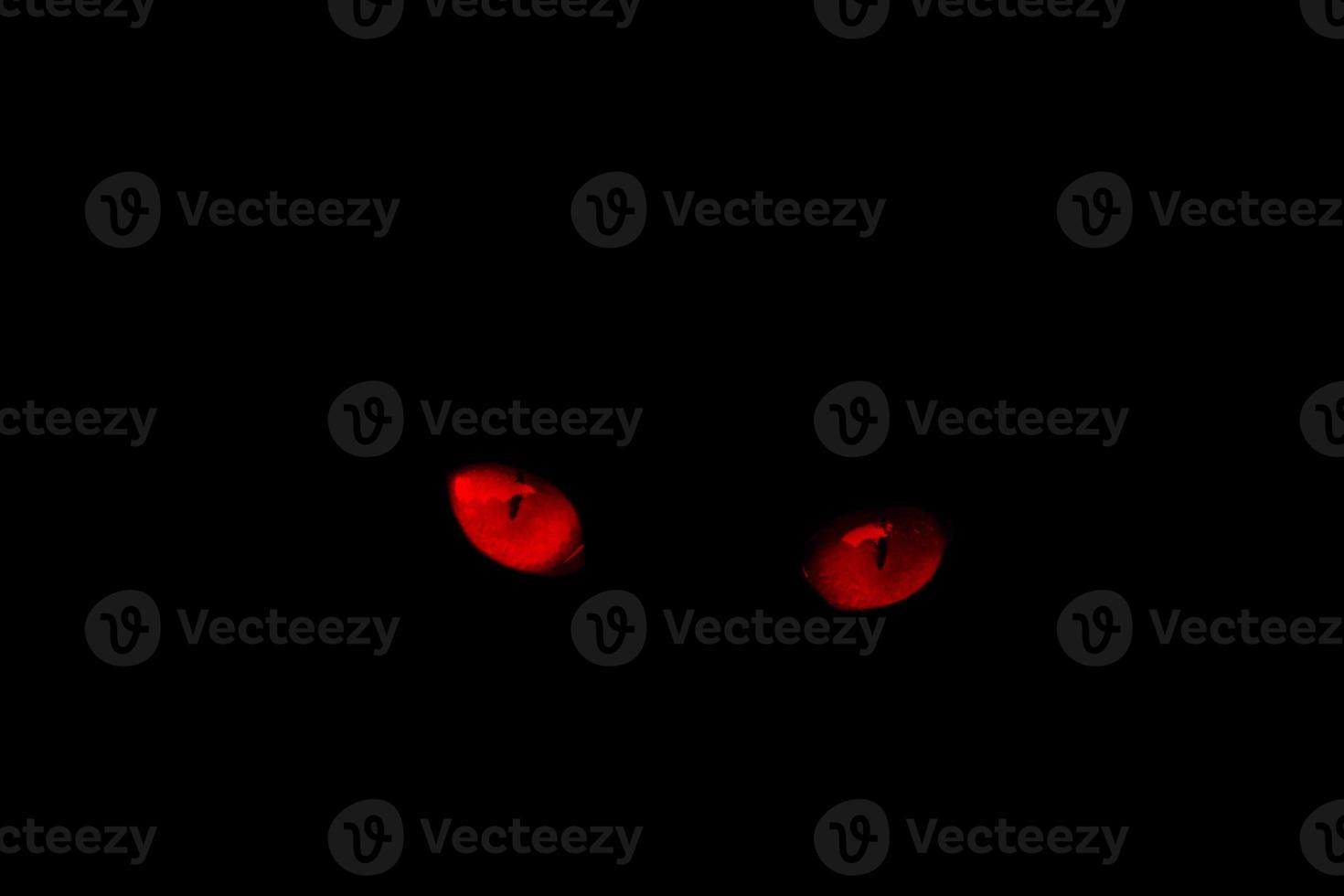 Red eyes of cat on a black background.red eye effect. photo