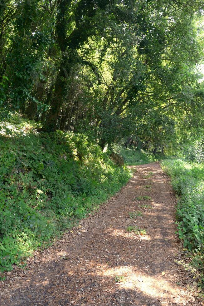 Path lined with trees in the middle of the woods photo