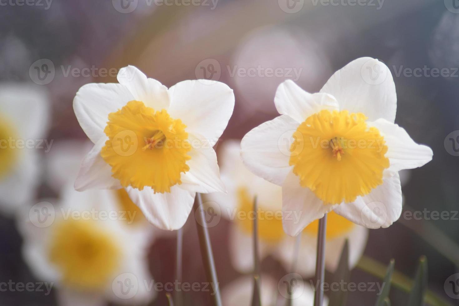 Narcissus, flower with five white petals and a bell in the center photo