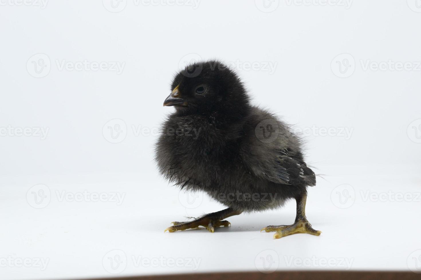 pequeño pollo negro aislado en white.a pollito recién nacido. foto