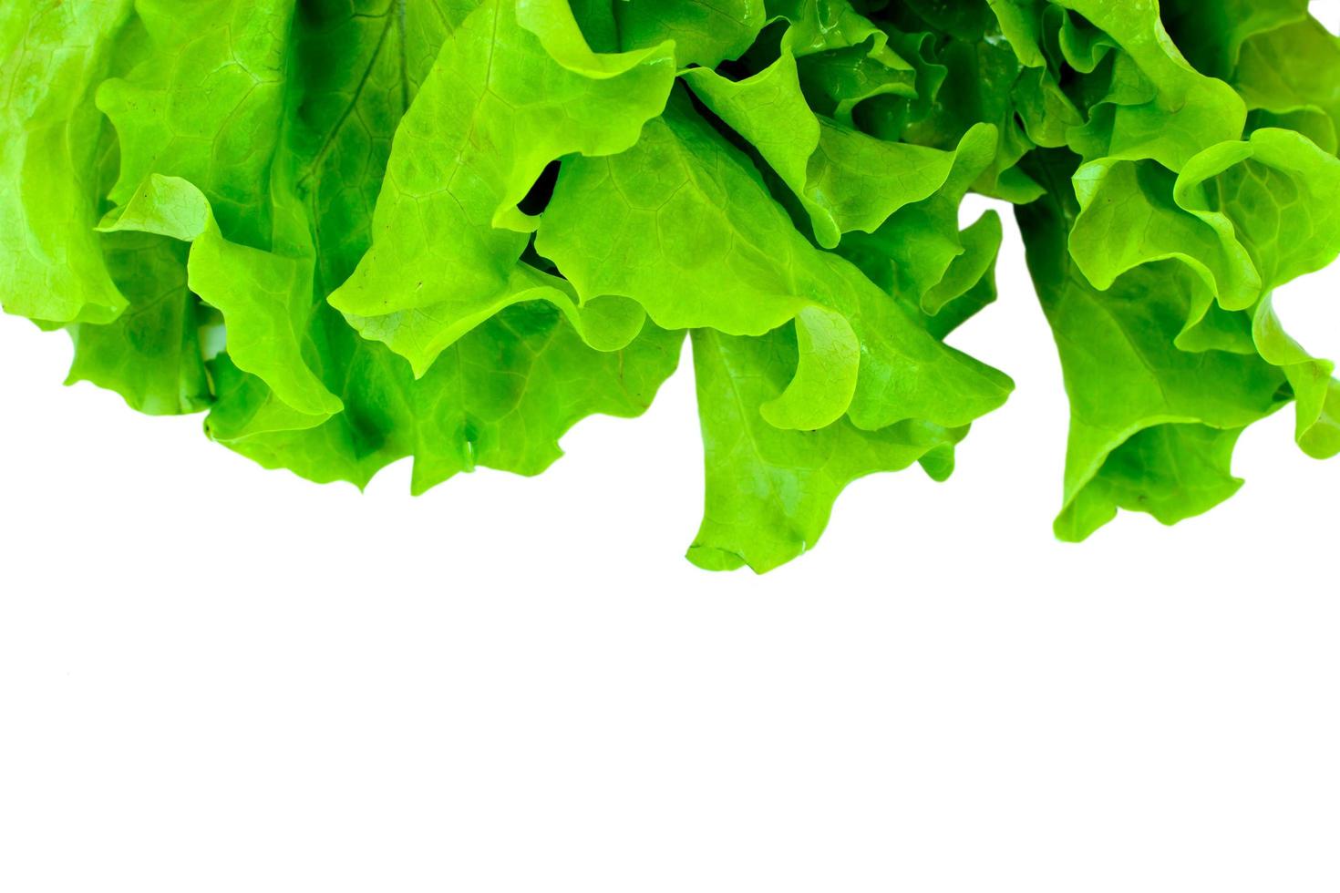 Green Fresh Lettuce photo