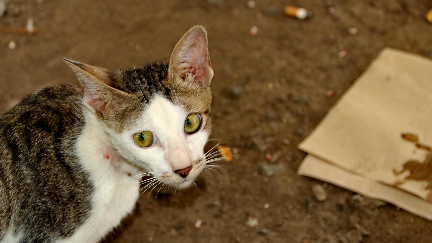 gatos callejeros comiendo en la calle. un grupo de gatos callejeros hambrientos y sin hogar que comen comida ofrecida por voluntarios. alimentar a un grupo de gatos callejeros salvajes, protección animal y concepto de adopción foto