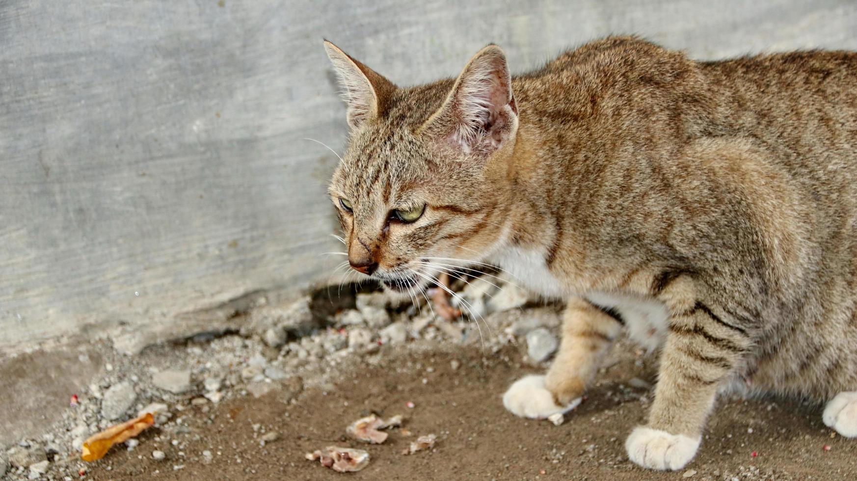 gatos callejeros comiendo en la calle. un grupo de gatos callejeros hambrientos y sin hogar que comen comida ofrecida por voluntarios. alimentar a un grupo de gatos callejeros salvajes, protección animal y concepto de adopción foto