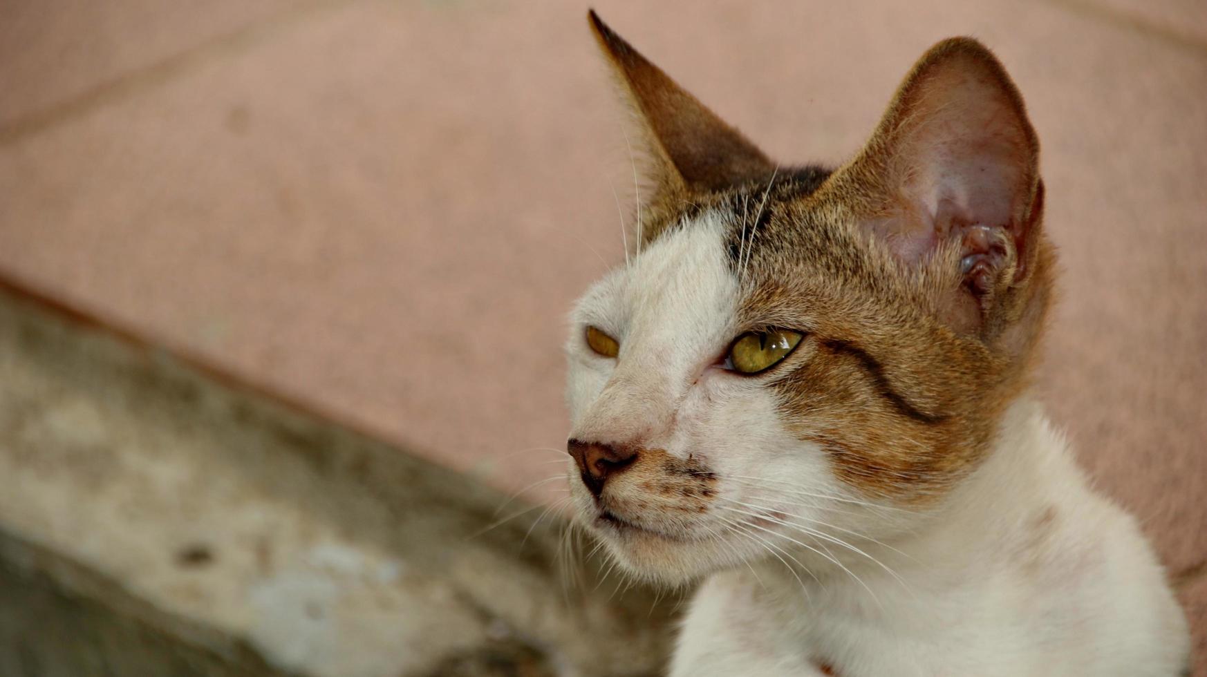 gatos callejeros comiendo en la calle. un grupo de gatos callejeros hambrientos y sin hogar que comen comida ofrecida por voluntarios. alimentar a un grupo de gatos callejeros salvajes, protección animal y concepto de adopción foto