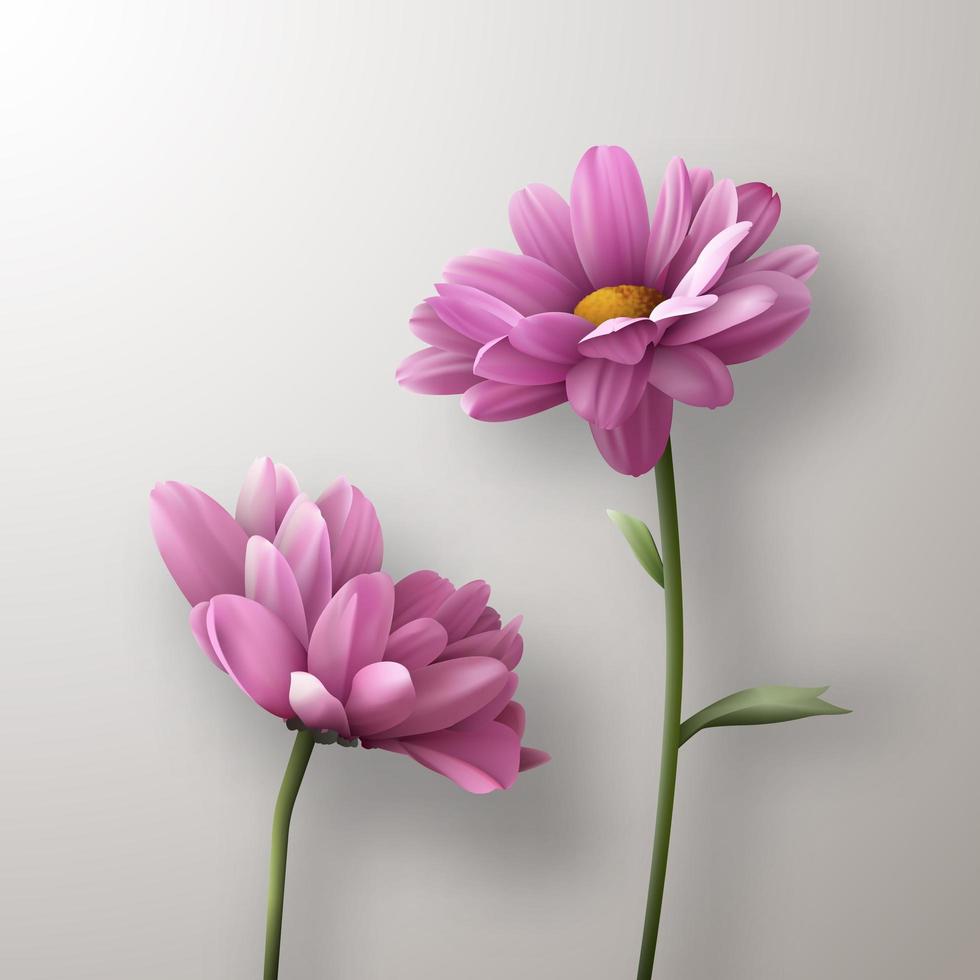 Dos flores de crisantemo rosa realistas proyectan sombra sobre fondo blanco. ilustración vectorial vector