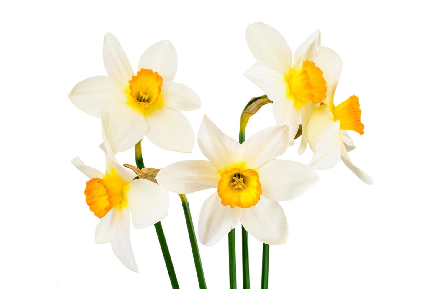 Beautiful Spring Flowers Narcissus on White Background photo