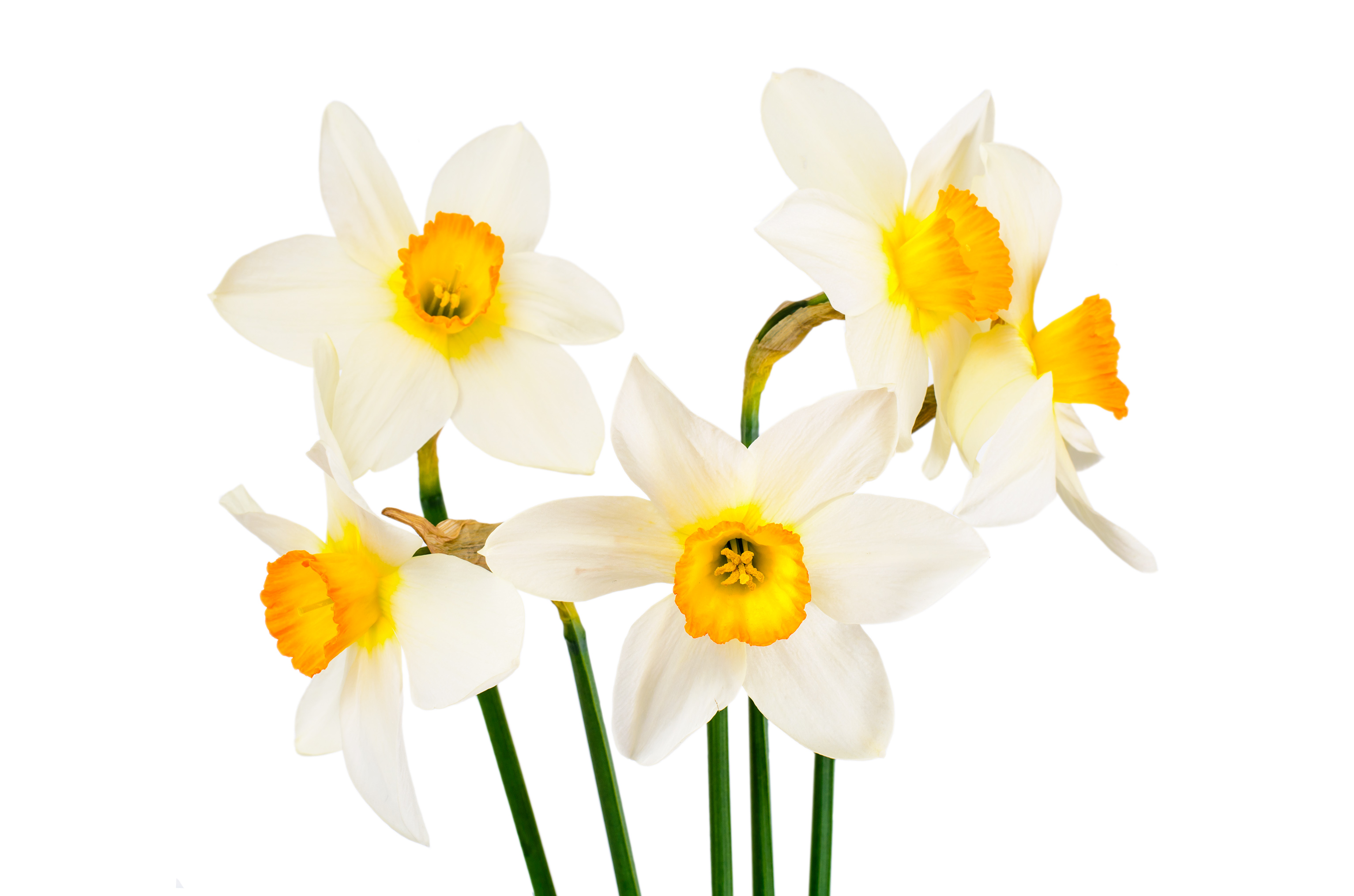 Yellow Daffodil On White Background Stock Photos, Images and