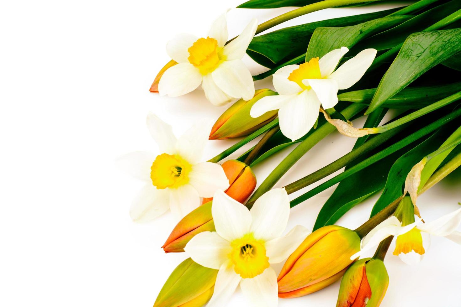 Beautiful Spring Flowers Tulips and Narcissus on White Backgroun photo