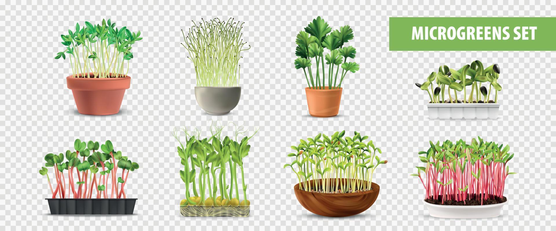 conjunto transparente de microgreens saludables vector