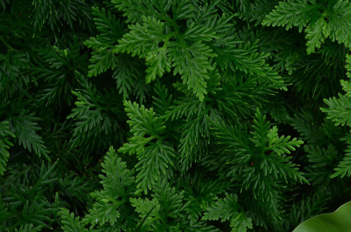 Tropical green leaves texture. Foliage background. photo