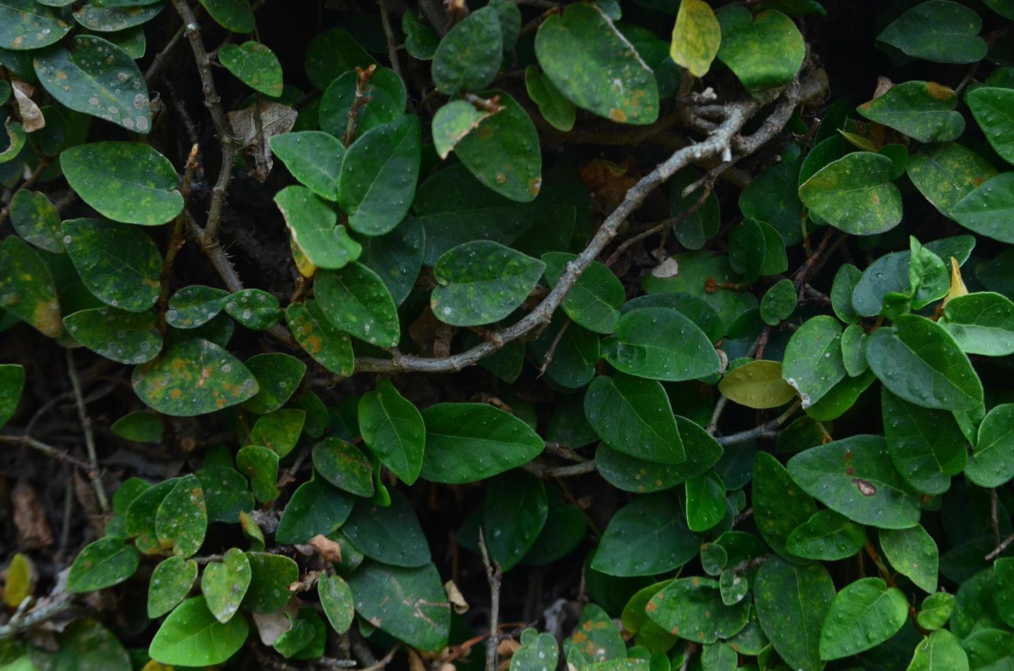 Tropical green leaves texture. Foliage background. photo
