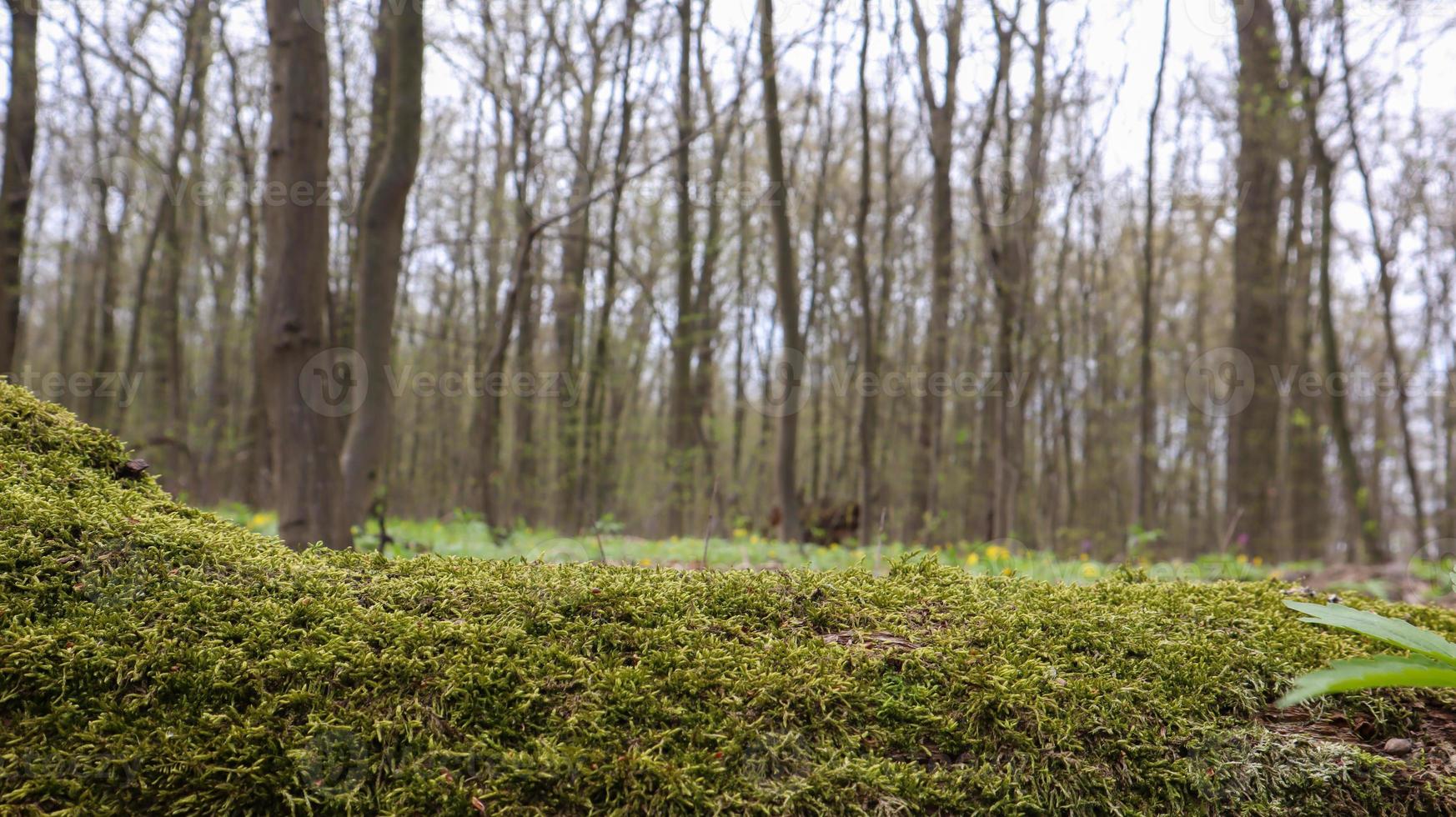 bosque de musgo. primer plano de un tronco de árbol caído en el bosque. árbol muerto en el bosque cubierto de musgo verde. bosque de montaña con árboles. los cálidos rayos del sol iluminan las plantas. foto