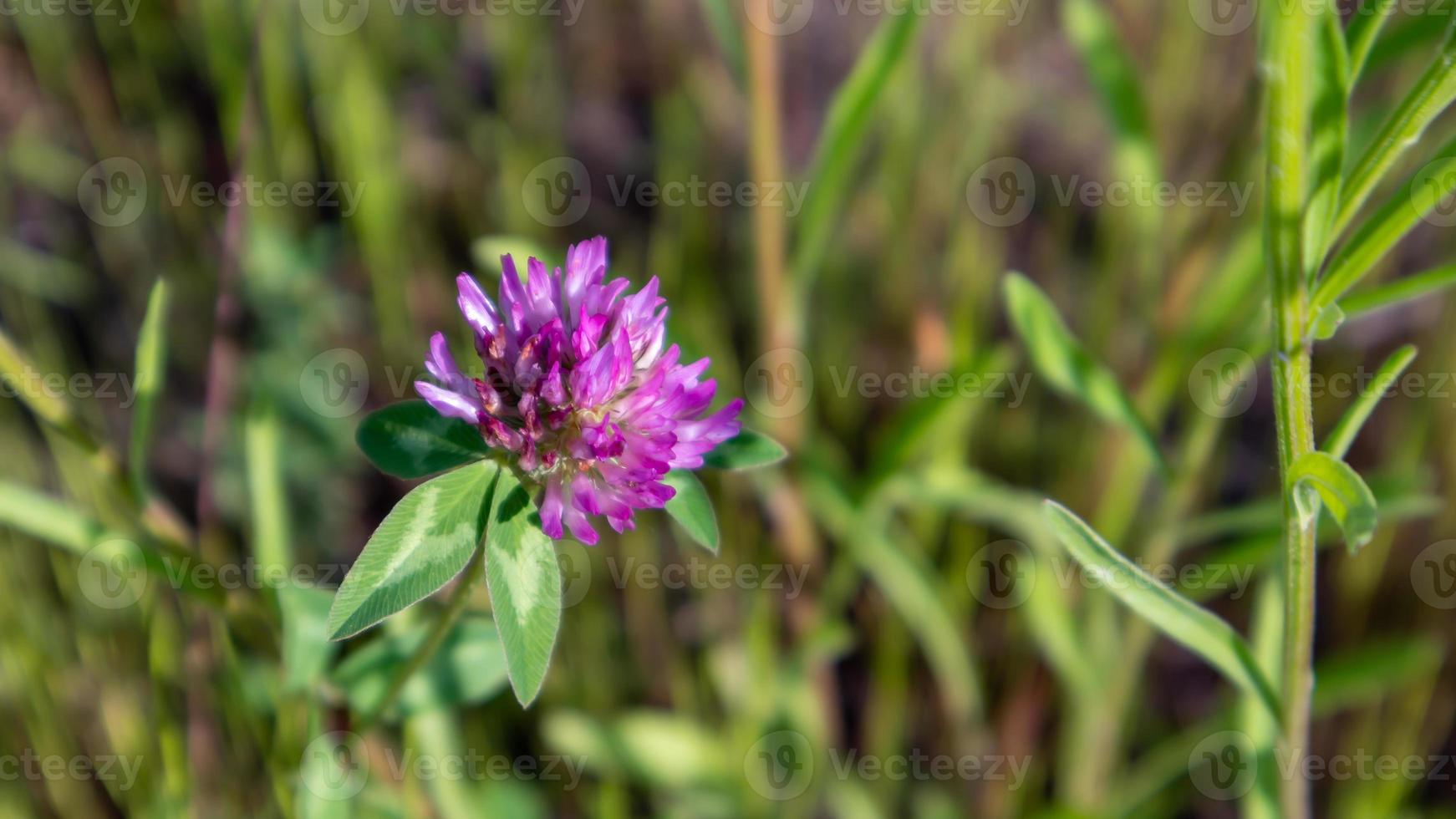 hermosas flores silvestres y hierbas silvestres en un prado verde. día de verano cálido y soleado. flores del prado. campo de flores silvestres de verano. Fondo de paisaje de verano con hermosas flores. foto