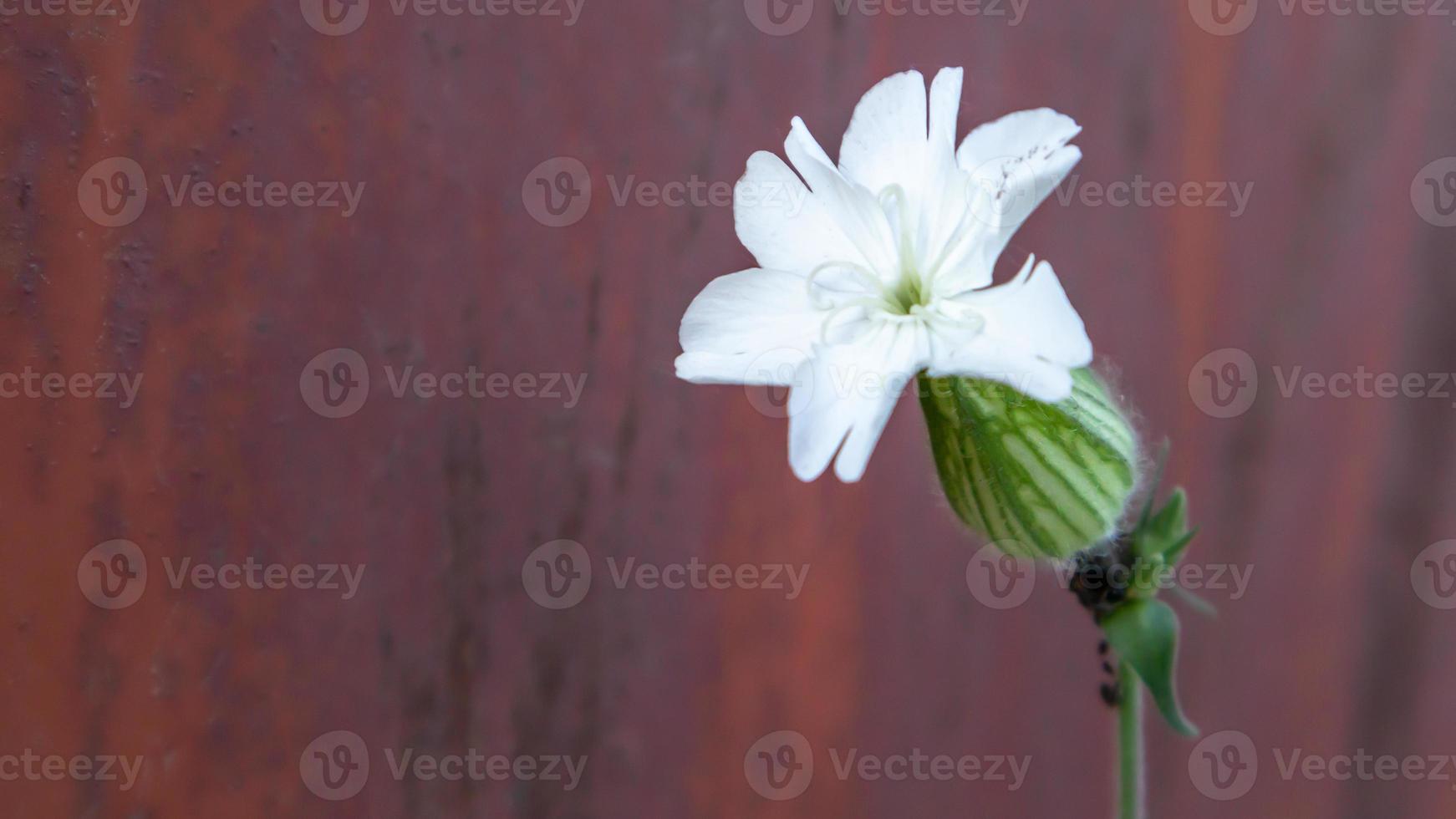 One white sandworm or resin flower on a rusty metal background. Copy space. Herbaceous dioecious plant. photo