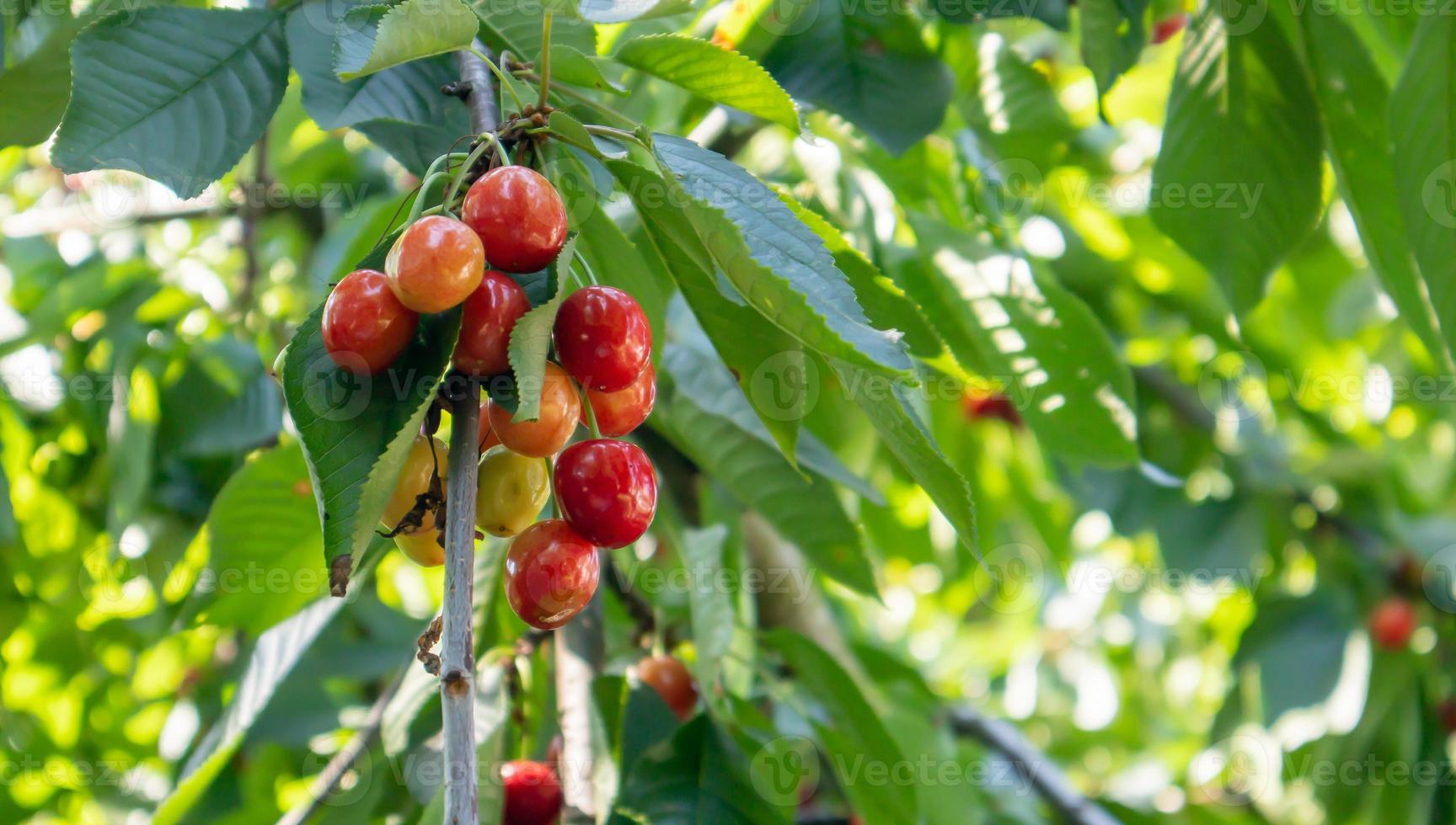 Ripe red and sweet cherry berries hanging from a tree branch before harvest in early summer. A tree with delicious and juicy dark red bird cherry fruits hanging from a tree branch. photo