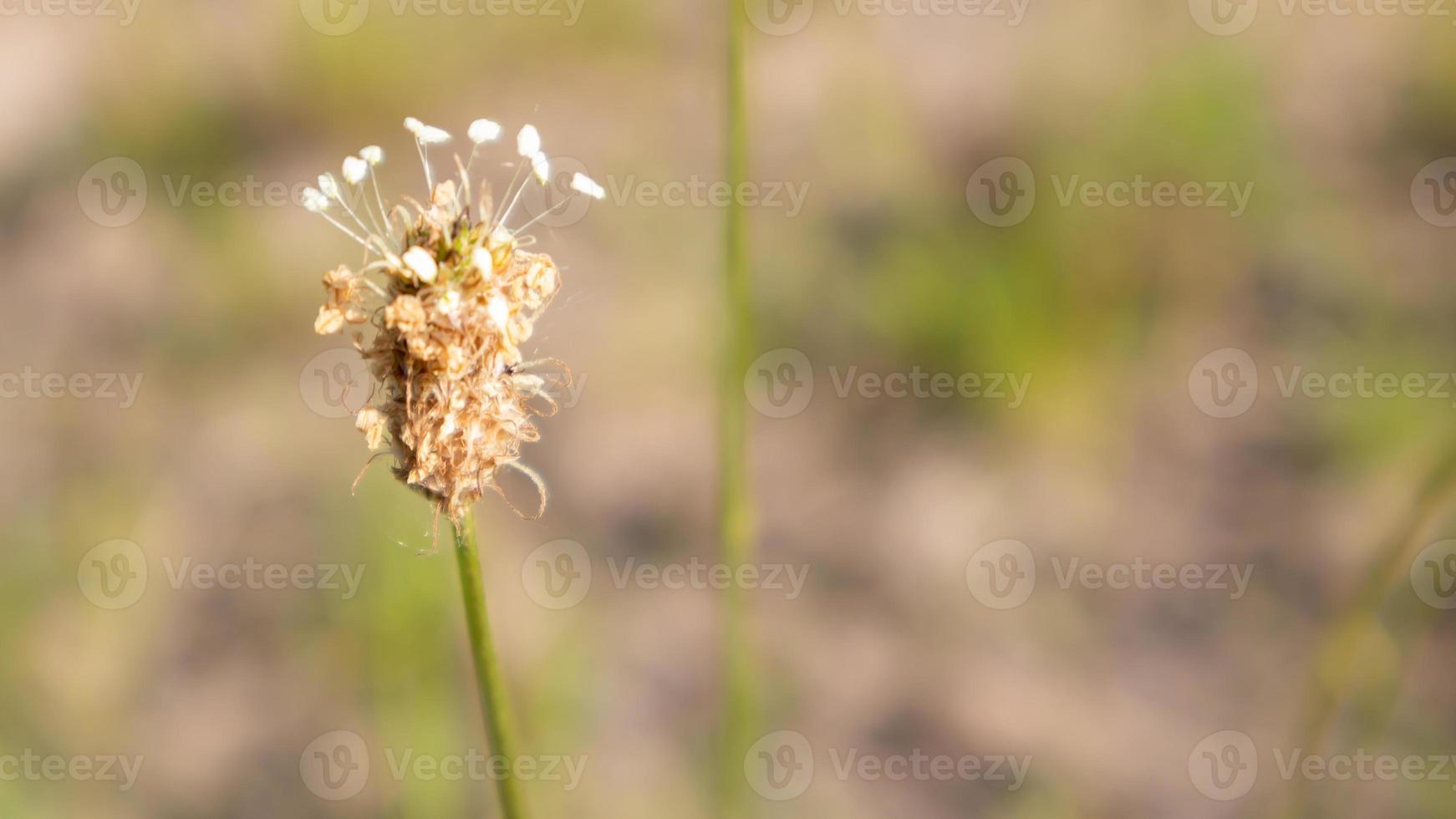 Beautiful wildflowers and wild herbs on a green meadow. Warm and sunny summer day. Meadow flowers. Wild summer flowers field. Summer landscape background with beautiful flowers. photo