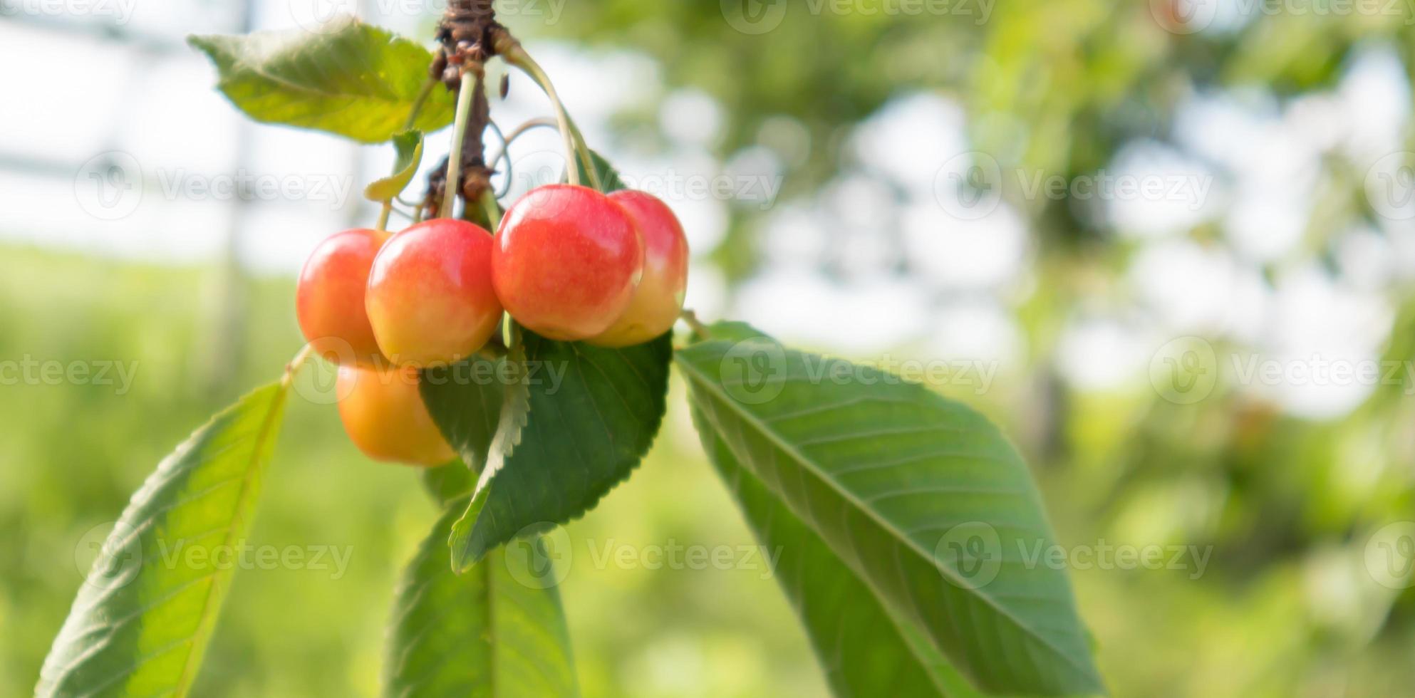 Ripe red and sweet cherry berries hanging from a tree branch before harvest in early summer. A tree with delicious and juicy dark red bird cherry fruits hanging from a tree branch. photo