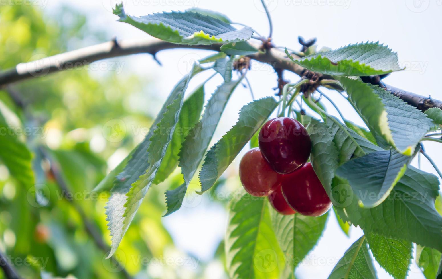 bayas de cereza rojas y dulces maduras que cuelgan de la rama de un árbol antes de la cosecha a principios del verano. un árbol con deliciosos y jugosos frutos de cereza de pájaro rojo oscuro colgando de una rama de árbol. foto