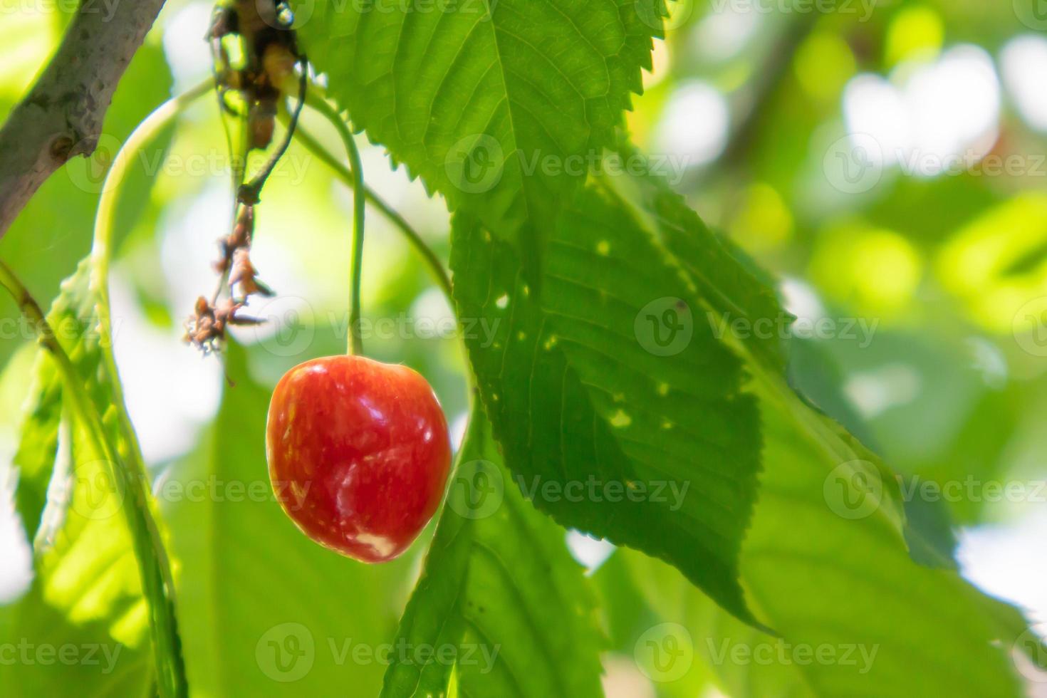 Ripe red and sweet cherry berries hanging from a tree branch before harvest in early summer. A tree with delicious and juicy dark red bird cherry fruits hanging from a tree branch. photo