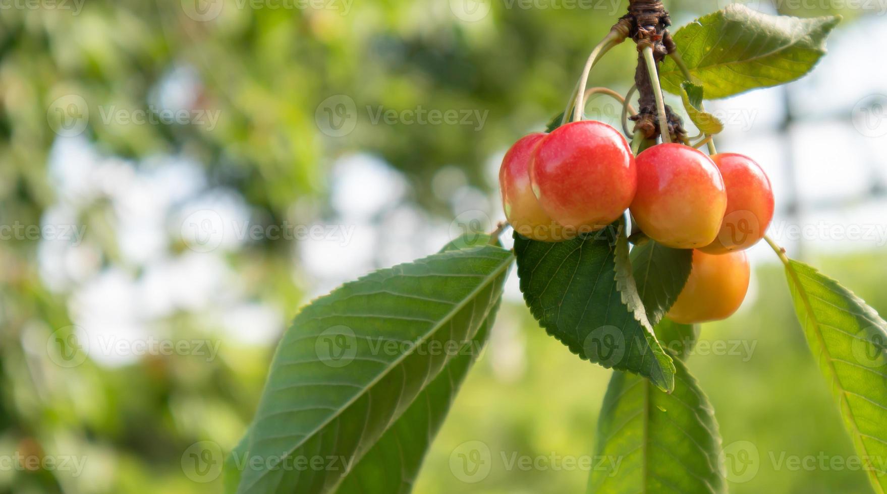 bayas de cereza rojas y dulces maduras que cuelgan de la rama de un árbol antes de la cosecha a principios del verano. un árbol con deliciosos y jugosos frutos de cereza de pájaro rojo oscuro colgando de una rama de árbol. foto