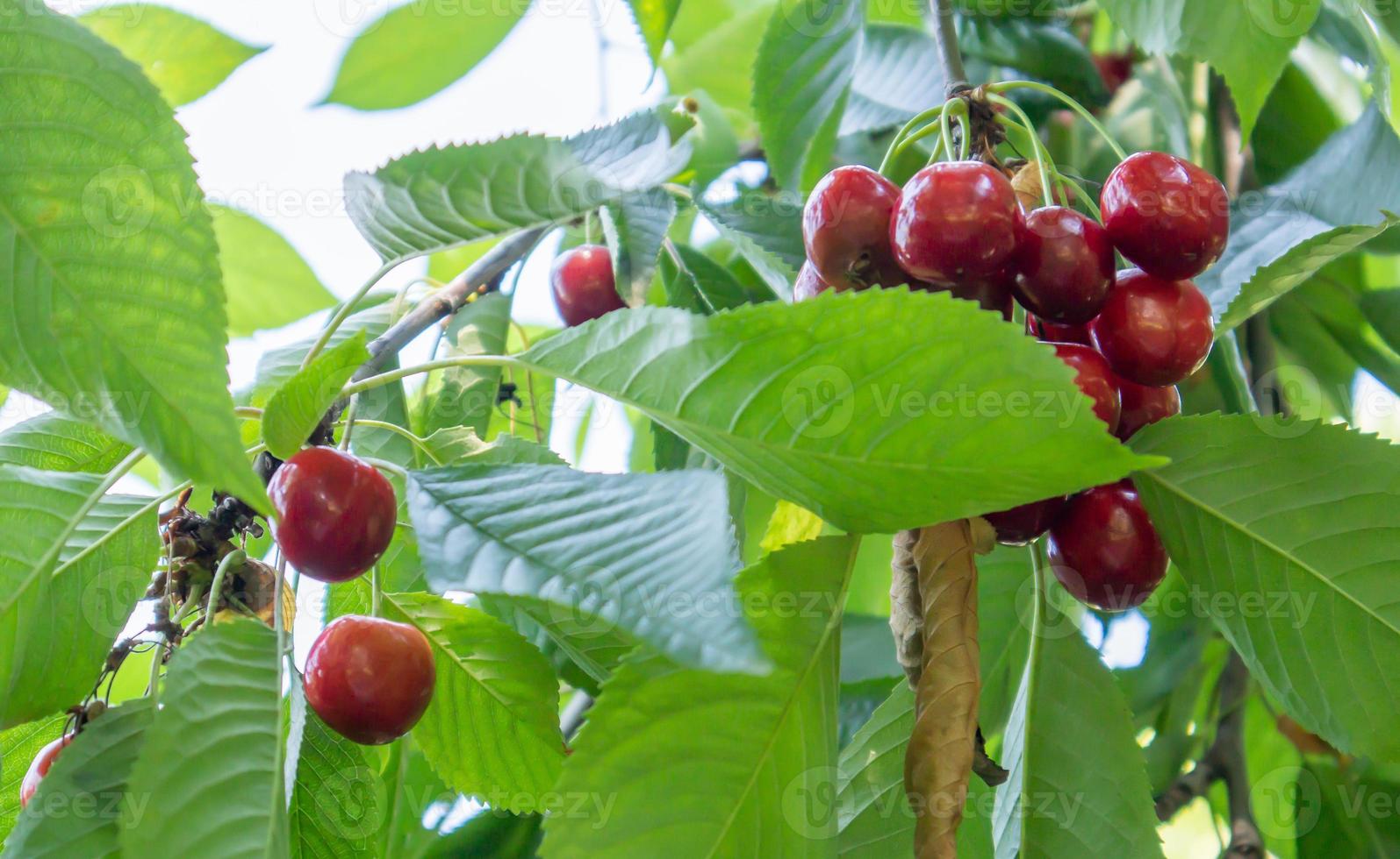 Ripe red and sweet cherry berries hanging from a tree branch before harvest in early summer. A tree with delicious and juicy dark red bird cherry fruits hanging from a tree branch. photo