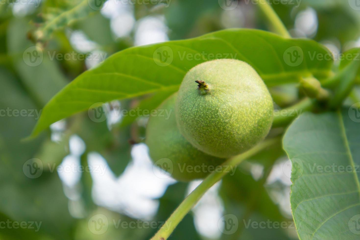 nueces verdes jóvenes en el árbol. el nogal crece a la espera de ser cosechado. nogal de cerca. Fondo de hojas verdes. foto