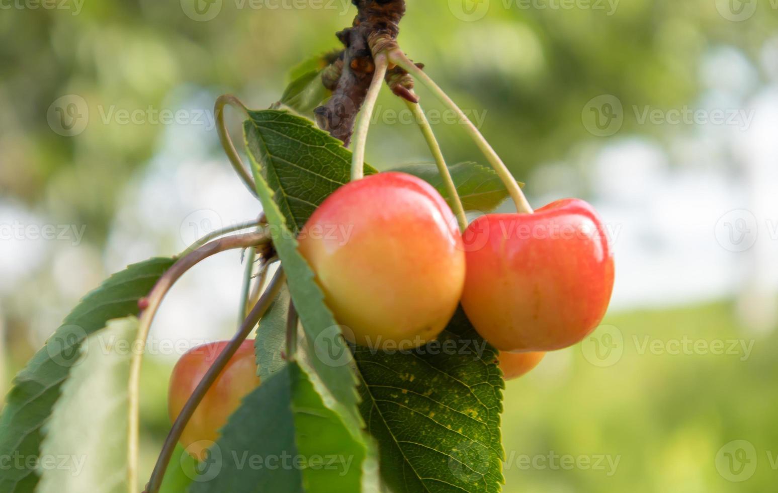 Ripe red and sweet cherry berries hanging from a tree branch before harvest in early summer. A tree with delicious and juicy dark red bird cherry fruits hanging from a tree branch. photo