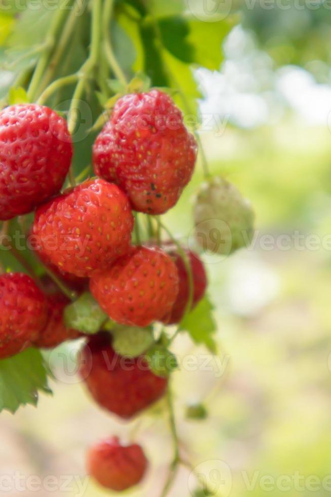 Fresas jugosas frescas maduras de verano con hojas en el jardín. copie el espacio. fresas orgánicas en una plantación de bayas o en una granja de frutas. foto