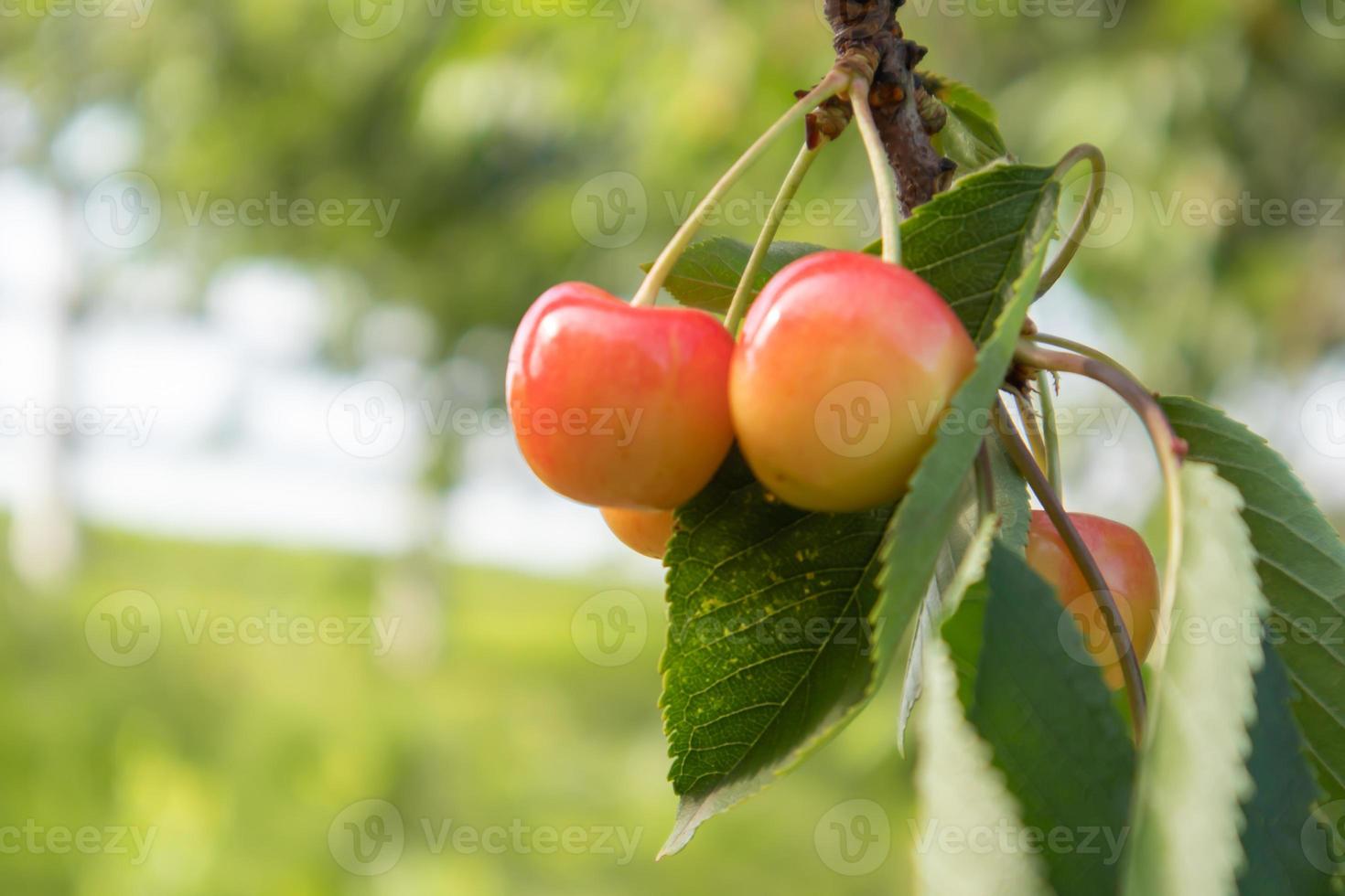 bayas de cereza rojas y dulces maduras que cuelgan de la rama de un árbol antes de la cosecha a principios del verano. un árbol con deliciosos y jugosos frutos de cereza de pájaro rojo oscuro colgando de una rama de árbol. foto